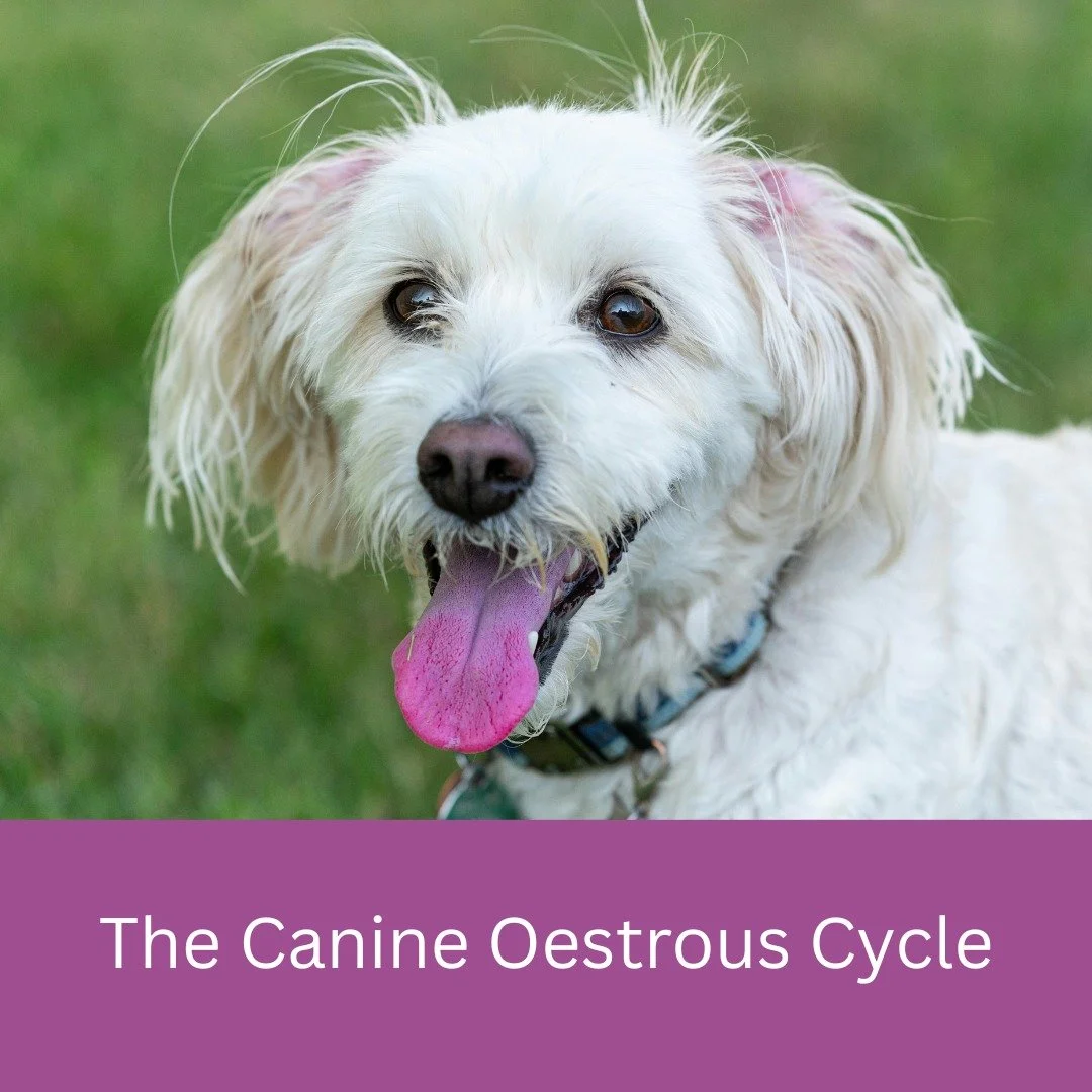 Most people know humans menstruate monthly  but female dogs do not. Dogs have an oestrous cycle, usually twice a year. There’s no monthly period; the visible “bleeding” many owners notice is not menstruation; it's a hormone-driven l