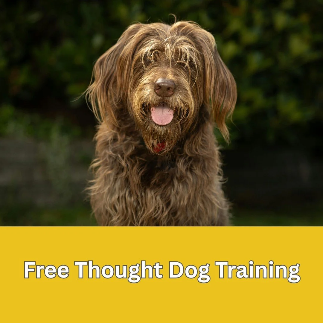 Free-thought training is less a &ldquo;method&rdquo; and more a mindset:  flexible and evidence-led. Instead of forcing a dog to fit a script, we observe, form a hunch about why a behaviour happens, test a kind, low-risk idea, watch the result, then 