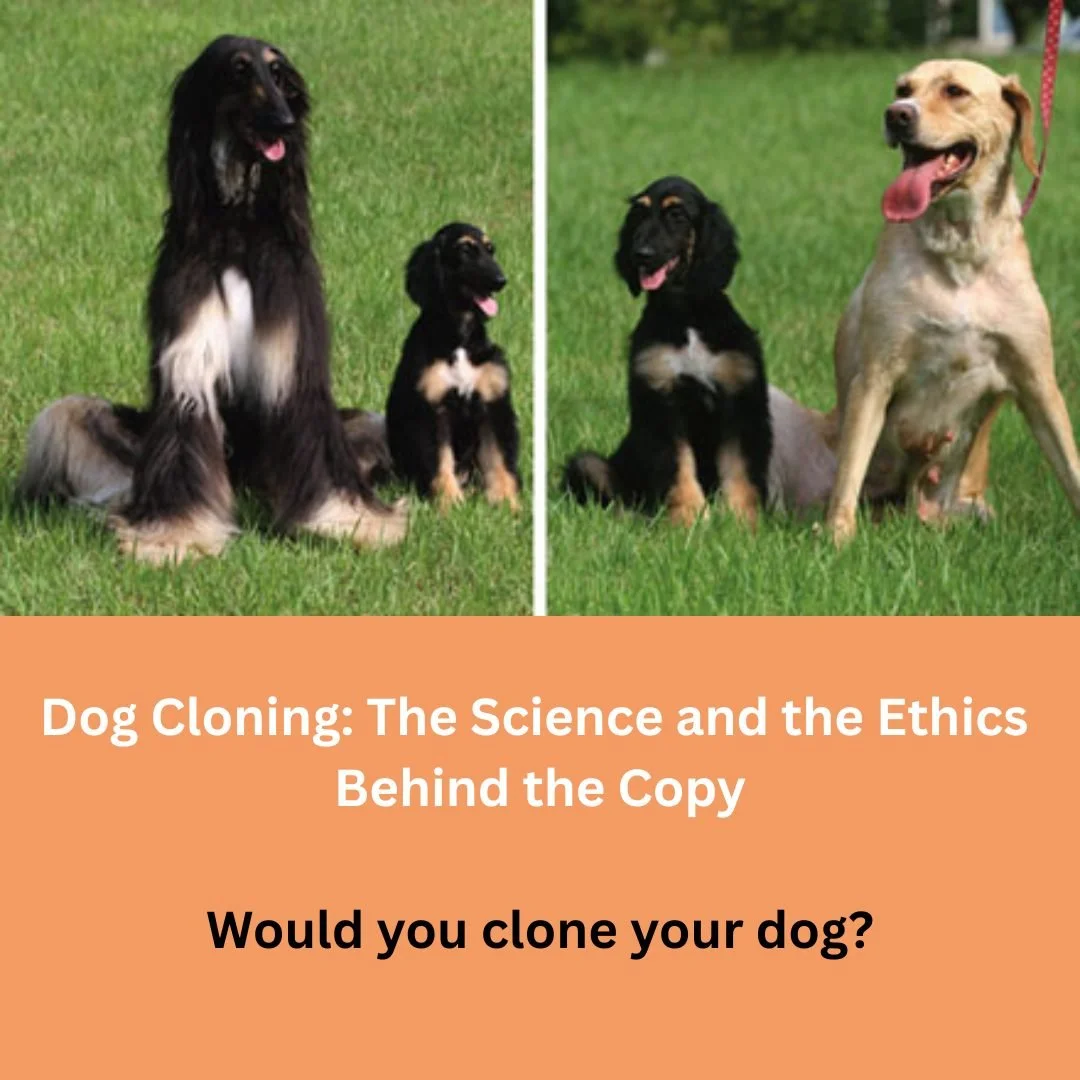 In 2005, scientists at Seoul University made history when they produced Snuppy, the world&rsquo;s first cloned dog. Born via a Labrador surrogate, Snuppy was genetically identical to an Afghan Hound donor and lived to the age of 10, passing away from