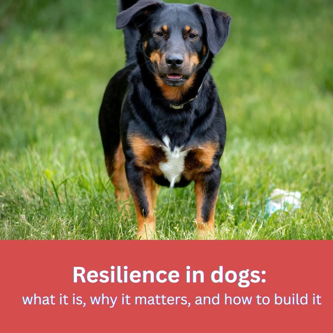 Resilience is a dog&rsquo;s capacity to cope with stress, recover from setbacks, and return to normal behaviour. It does not mean being unaffected by stress. It means having the skills, support, and health to bounce back. Resilient dogs experience le