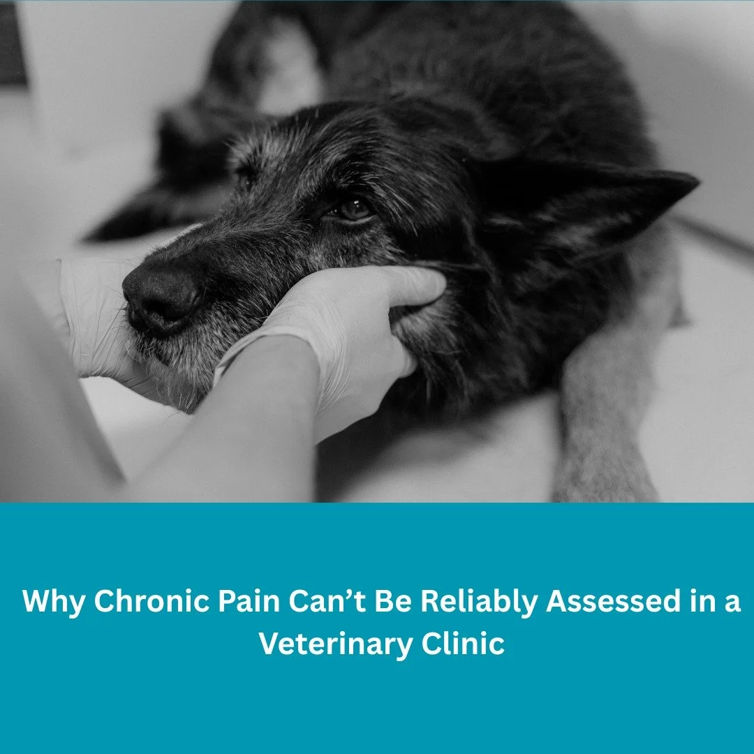 Research tells us that chronic pain cannot be effectively assessed in a clinic. This isn&rsquo;t due to lack of skill or care on the part of veterinarians, but because the context itself makes it nearly impossible.

1. Pain behaviour changes dependin