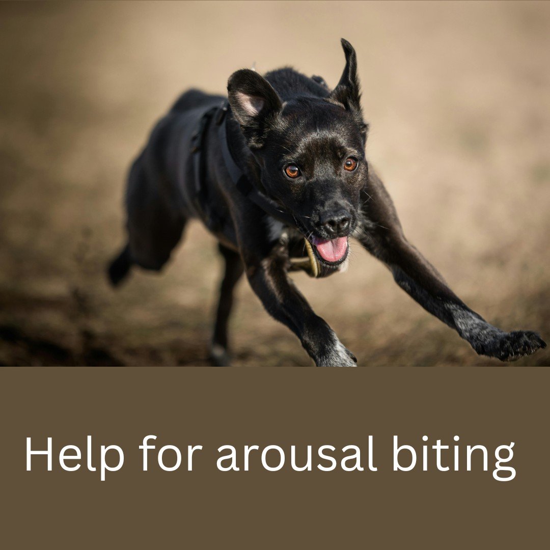 Arousal biting is the most common in breeds such as Retrievers, Vizslas and Labradors but can happen in all other breeds. When it happens over 14 months of age then it is considered abnormal. 

Firstly rule out discomfort first: 

When dogs jump or g