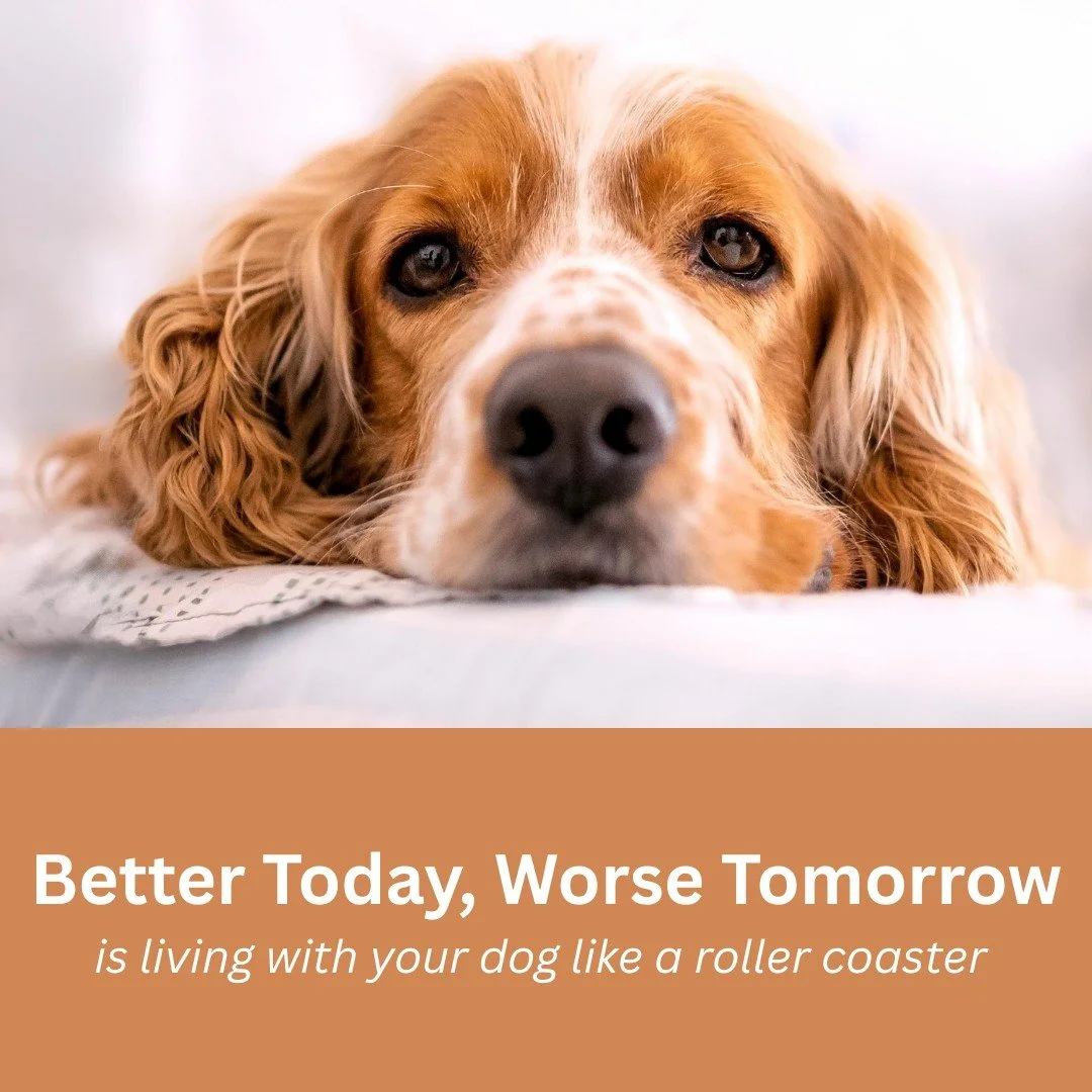 Pain in dogs is not linear. A dog can have a good morning and a bad evening in the same week. Medication usually reduces discomfort rather than erasing it.

Being on pain medication does not mean pain free. Analgesics lower pain, they rarely remove i