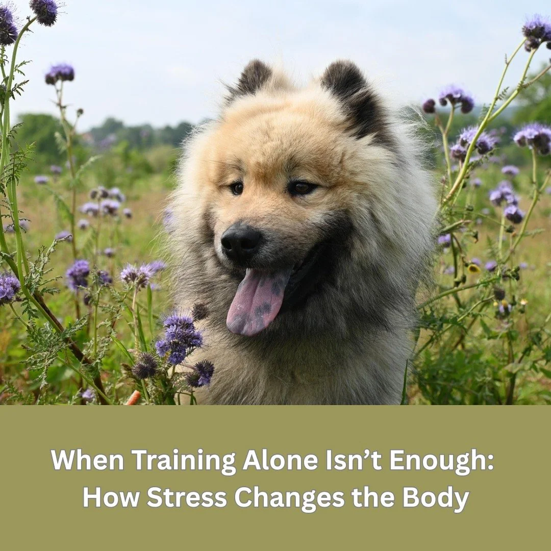 Many dogs who struggle with behaviour problems are described as &ldquo;stubborn&quot; or &ldquo;anxious.&rdquo; But sometimes, no amount of training seems to work and that&rsquo;s often because what we&rsquo;re seeing isn&rsquo;t just behaviour. It&r