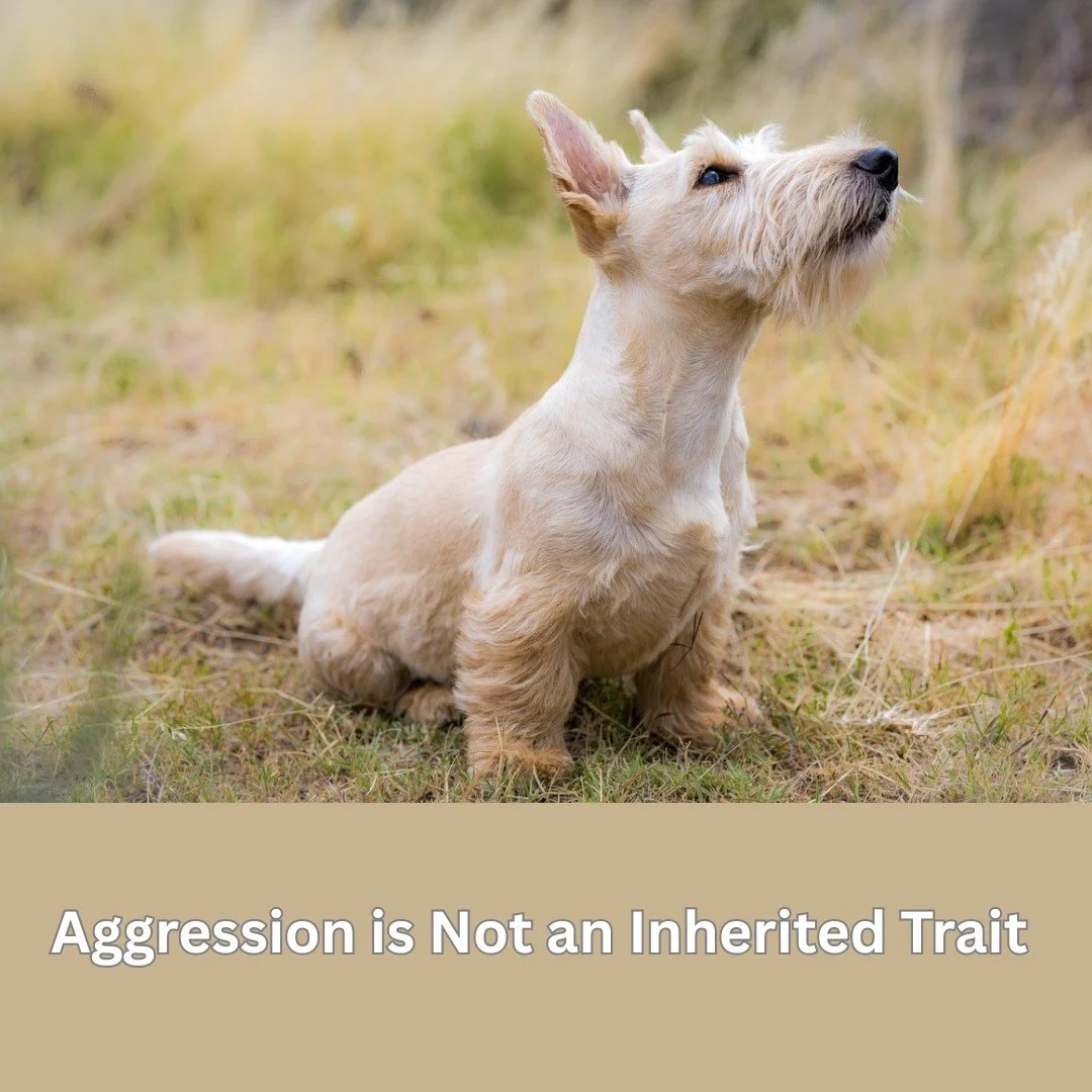 It&rsquo;s a common misconception that dogs are &ldquo;born aggressive.&rdquo; In reality, aggression is not an inherited trait; it is a context-dependent behaviour, not a personality type or fixed genetic quality. What is inherited are the biologica