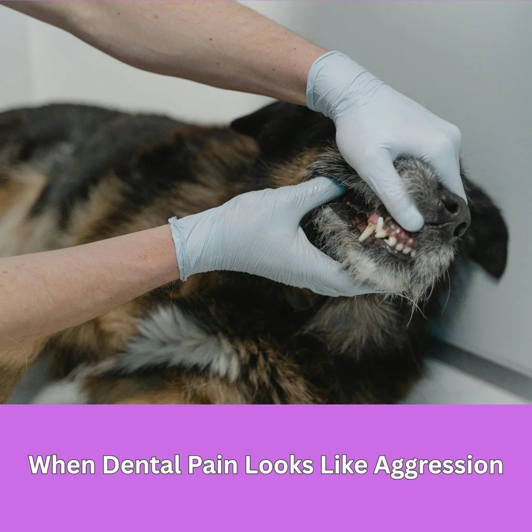 One of the most overlooked causes of sudden aggression in dogs is pain in the mouth and face. Research in veterinary dentistry and behaviour has consistently shown that dogs with dental or orofacial pain may react defensively, especially when approac