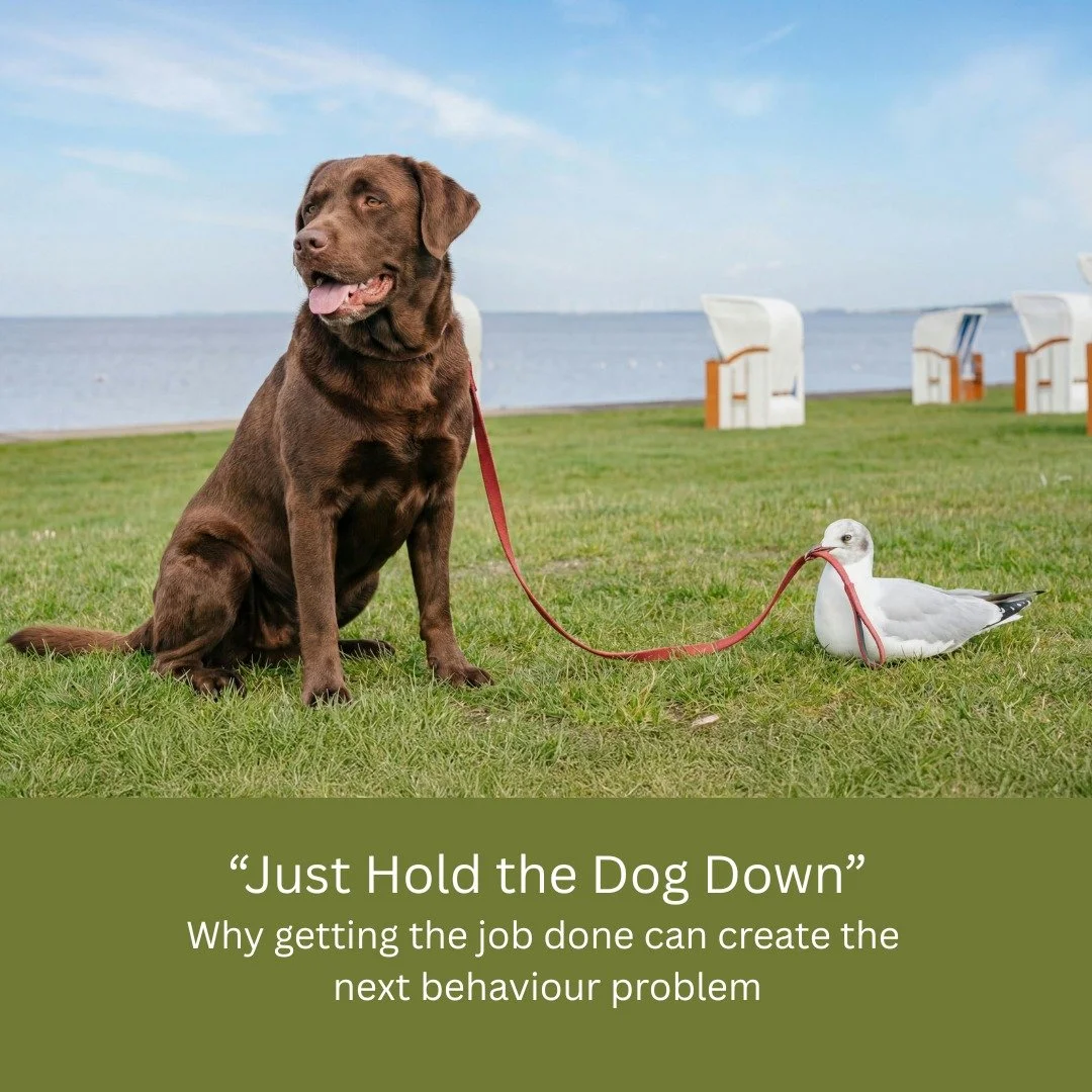 When a dog needs care such as a vet exam, injections, nail clipping, grooming, or medication, by you or another professional there is often pressure to get it done quickly. A common belief is that if the dog resists, they should simply be restrained 