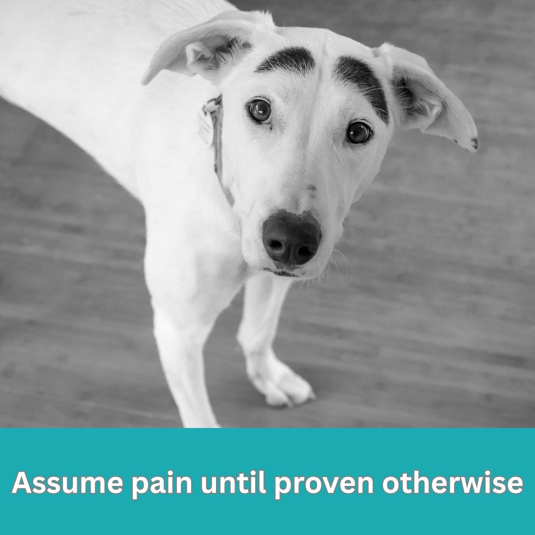 Pain is one of the most overlooked causes of behaviour change in dogs.

Studies have found pain present in up to 82 percent of behaviour cases, depending on the population examined. Behaviour change is often the earliest and sometimes the only visibl