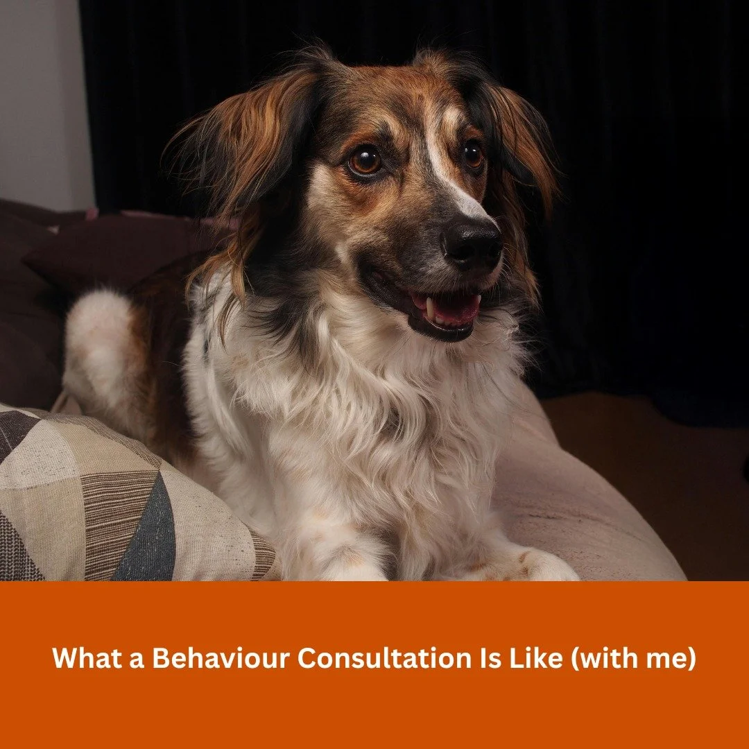 Every dog is an individual, and for that reason no two behaviour consultations are the same. My approach is centred on improving quality of life for both the dog and their family.

I take a detailed behavioural and medical history. This includes the 