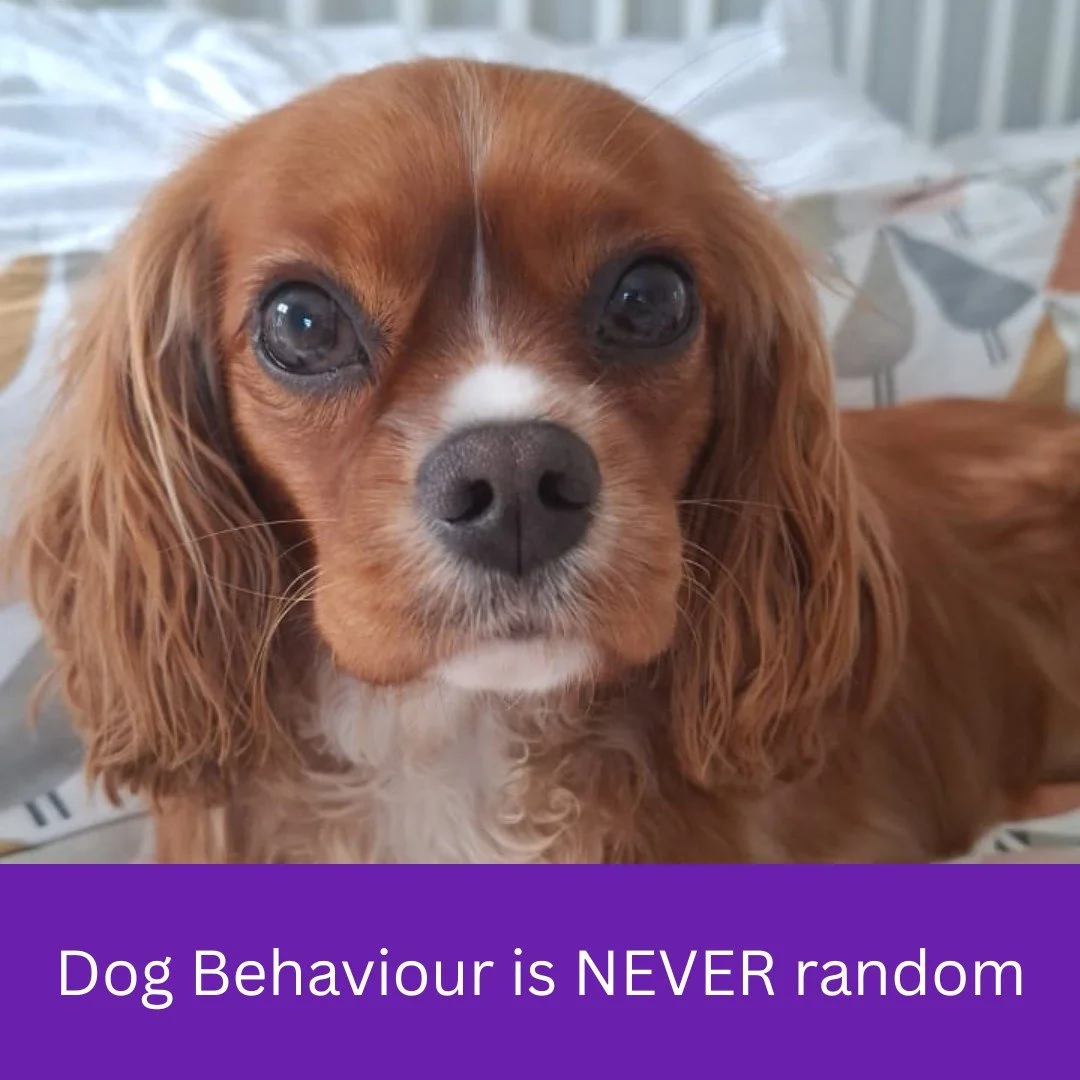 Dog behaviour does not occur randomly. Every behaviour serves a function for the individual dog.

Dogs repeat behaviours that work for them and stop behaviours that do not. This is a fundamental principle of learning theory and applies to all species