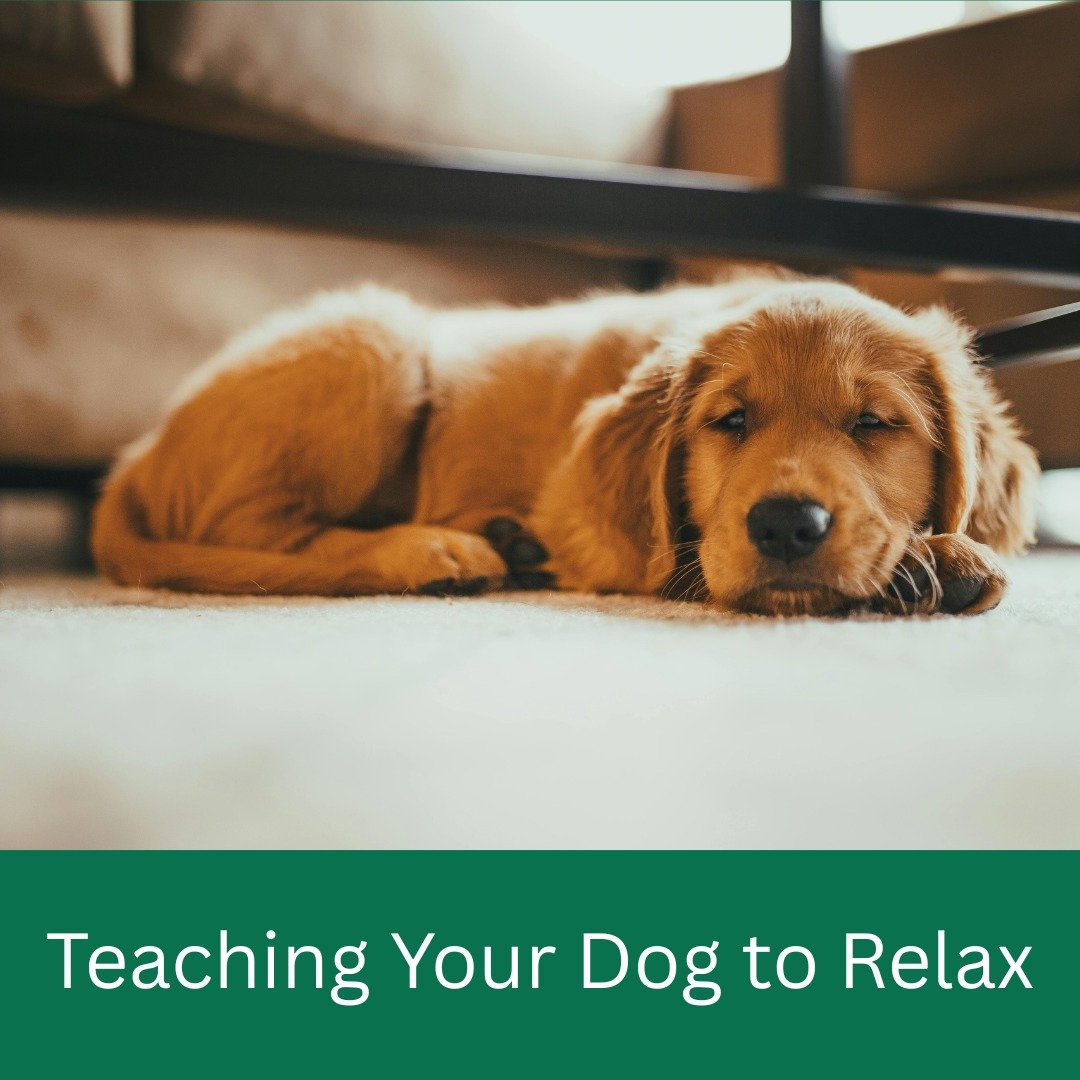 Many dogs are very good at being busy or alert but they are not always good at switching off. Relaxation is a skill, and like any skill, it can be taught.

Teaching your dog to relax can:
- lower overall stress levels
- help with anxiety and reactivi