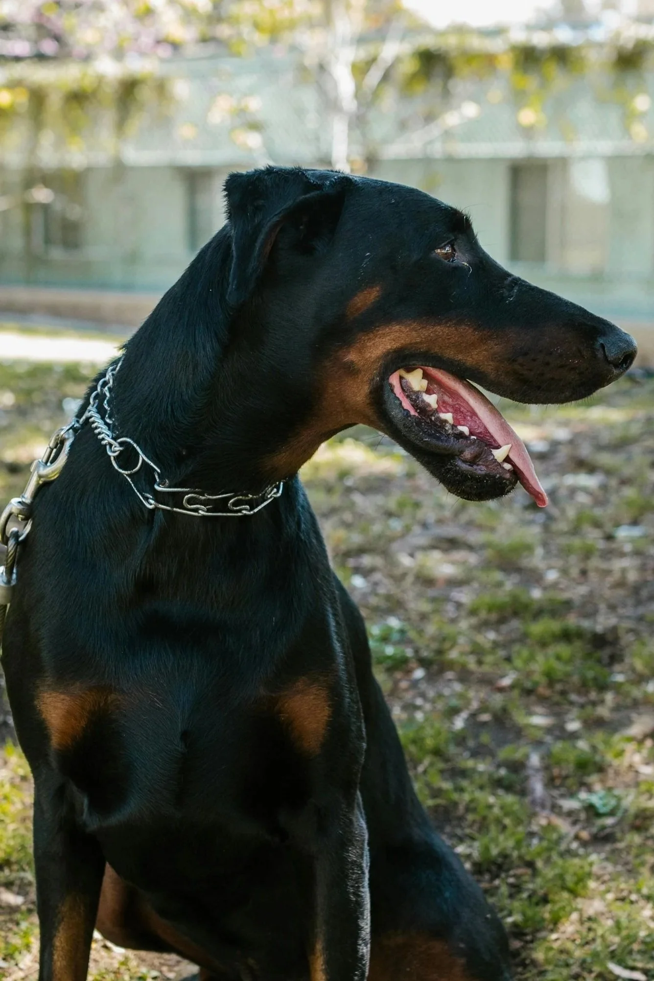 Why some people insist e-collars and prong collars are okay