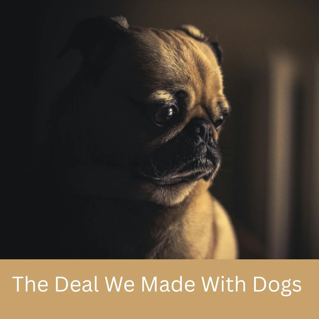 Domestication Was a Deal. Over thousands of years, the dogs that were less fearful of people, more tolerant of human presence, and easier to live with were the ones who survived and thrived around us. In return, humans offered food, safety, and partn