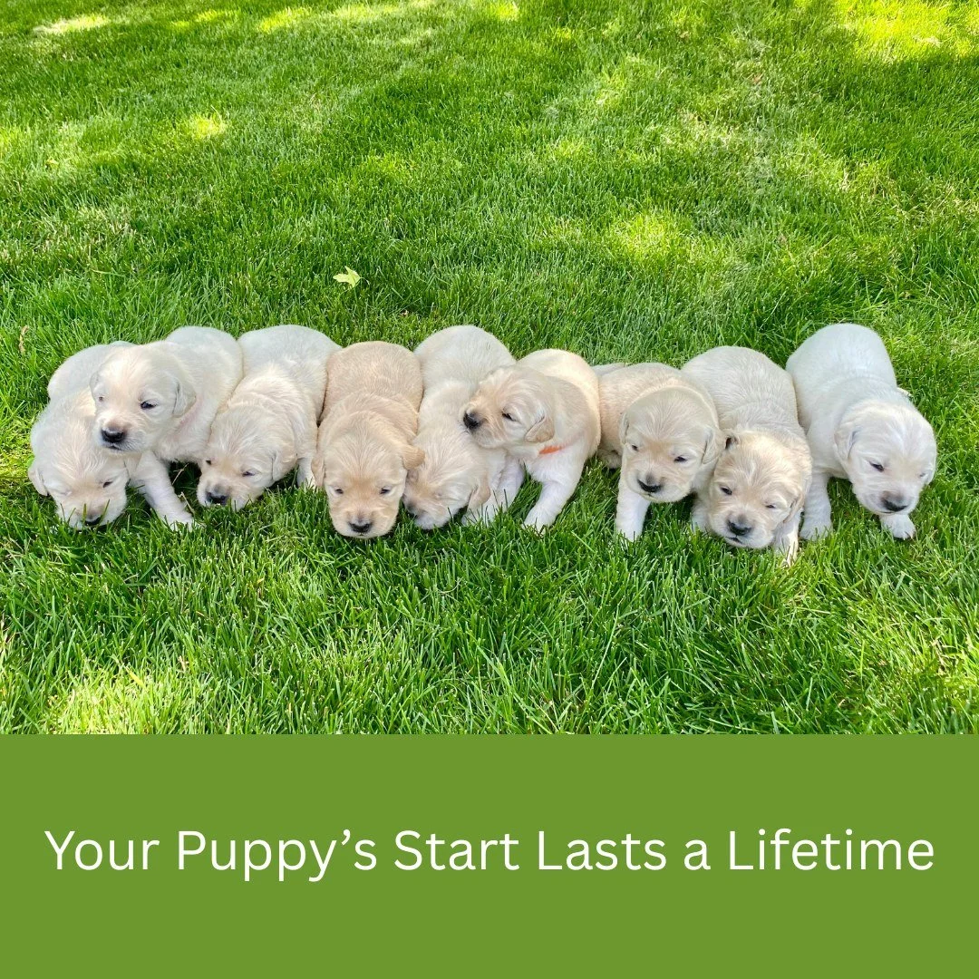 A large study looked at how difficult or stressful experiences in puppyhood affect dogs later in life. Researchers surveyed 4,497 dog guardians about their dogs&rsquo; early experiences and current behaviour, using a well-known behaviour questionnair