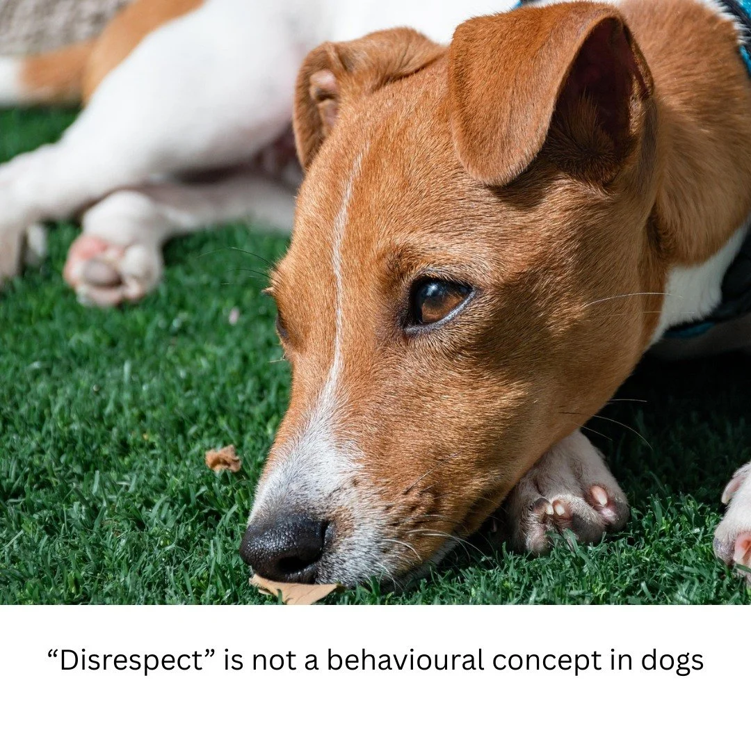 In behaviour consultations, one of the most common concerns I hear is that a dog is being &ldquo;disrespectful&rdquo;, &ldquo;stubborn&rdquo;, or &ldquo;defiant&rdquo;.

These are understandable interpretations. Humans naturally explain behaviour thr