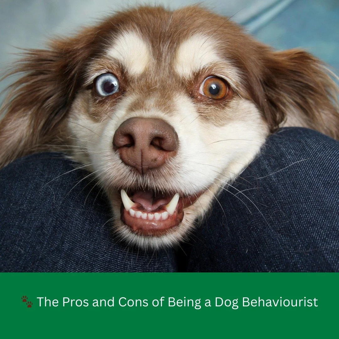 People often say, &ldquo;You&rsquo;re so lucky, you get to work with dogs all day.&rdquo; And yes, I really am lucky. But it&rsquo;s not quite what people imagine.

 The Pros

1. You get to change lives.

When a reactive dog can finally walk past ano