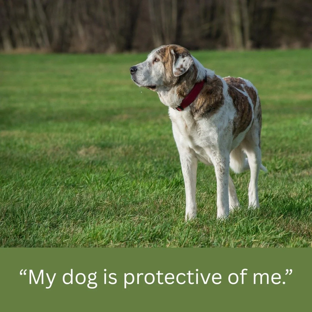 In most cases, your dog is not protecting you. They&rsquo;re protecting themselves.

This is one of the most common misunderstandings around reactive behaviour.

When a dog barks, lunges, growls, or reacts strongly while beside their person, it can l
