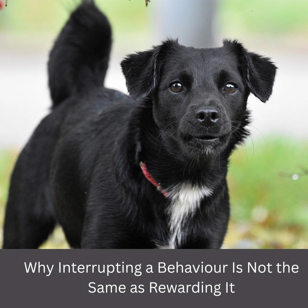 Many people worry that giving a dog a treat while they are barking, lunging, or reacting will &ldquo;reward bad behaviour.&rdquo; In reality, that is not how learning works.

A behaviour is only rewarded if it becomes more likely to happen again beca