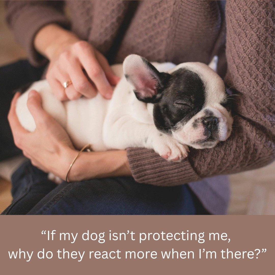 This is a really important question, because many people notice that their dog reacts strongly when they are present, but appears calmer when handled by someone else, at daycare, or when the owner is absent.

At first glance, this seems to support th