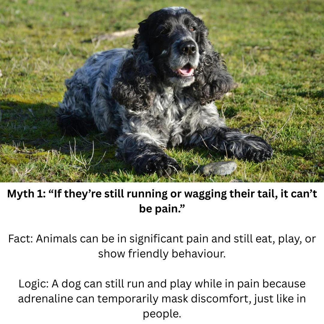 Many common beliefs about animal behaviour are based on misunderstanding how learning and emotion work. Behaviours often described as stubborn, dominant, or attention-seeking can instead be responses to fear, stress, or physical discomfort. 

Pain ca