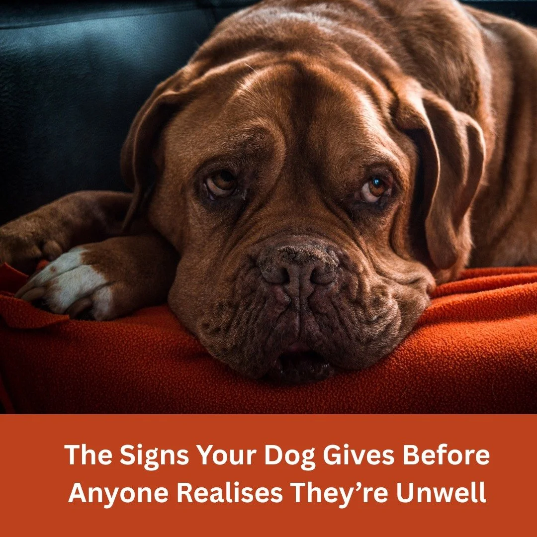 One of the biggest misconceptions about behaviour work is that we are only looking at training or emotions . As behaviour professionals, we are not diagnosing medical conditions. But there are certain patterns that appear so consistently that they ac