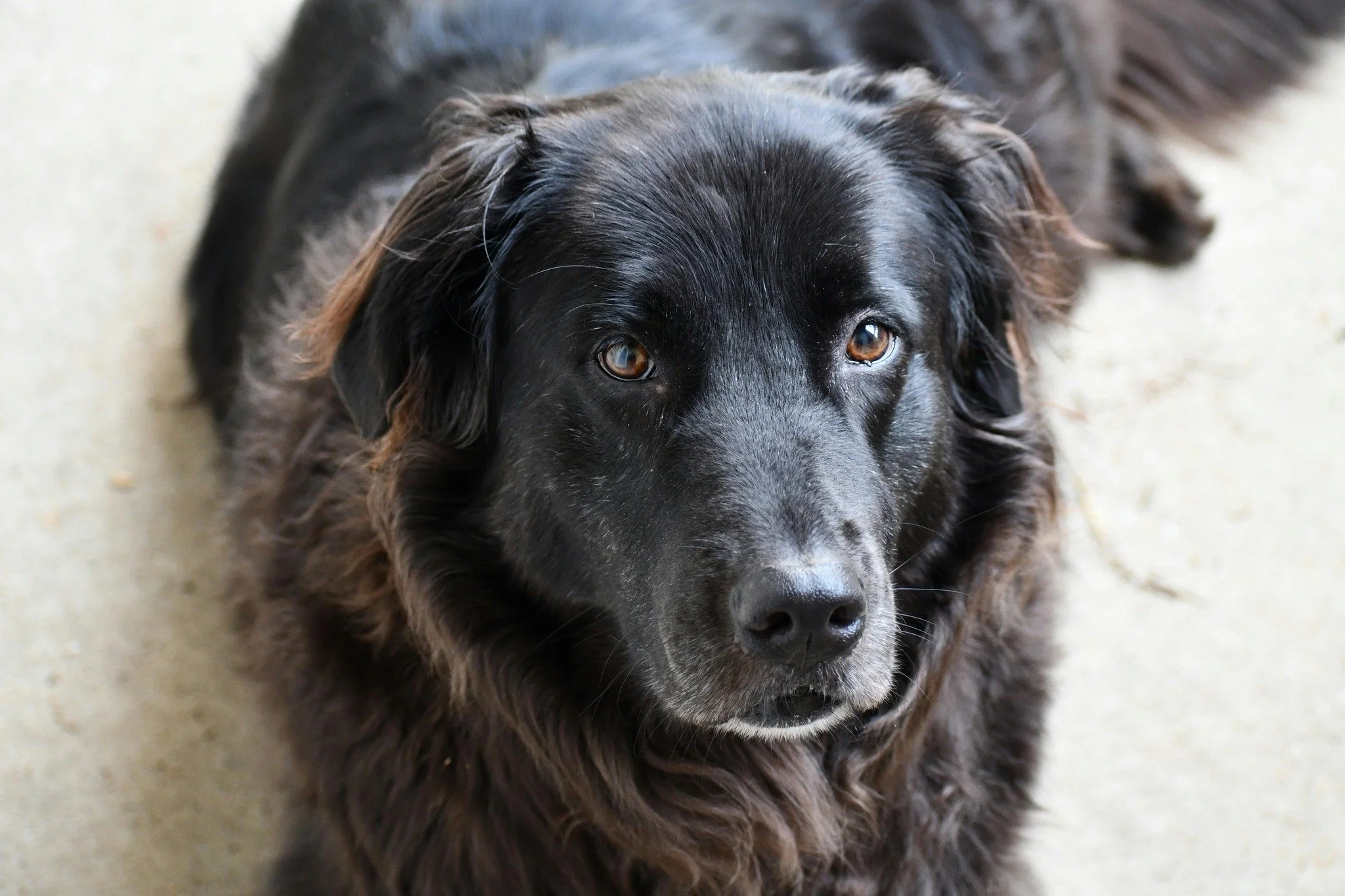 One of the most overlooked reasons punishment persists in dog training is not necessarily because it is effective, but because it can feel rewarding to the person delivering it.

Research in psychology, neuroscience and behavioural economics shows th