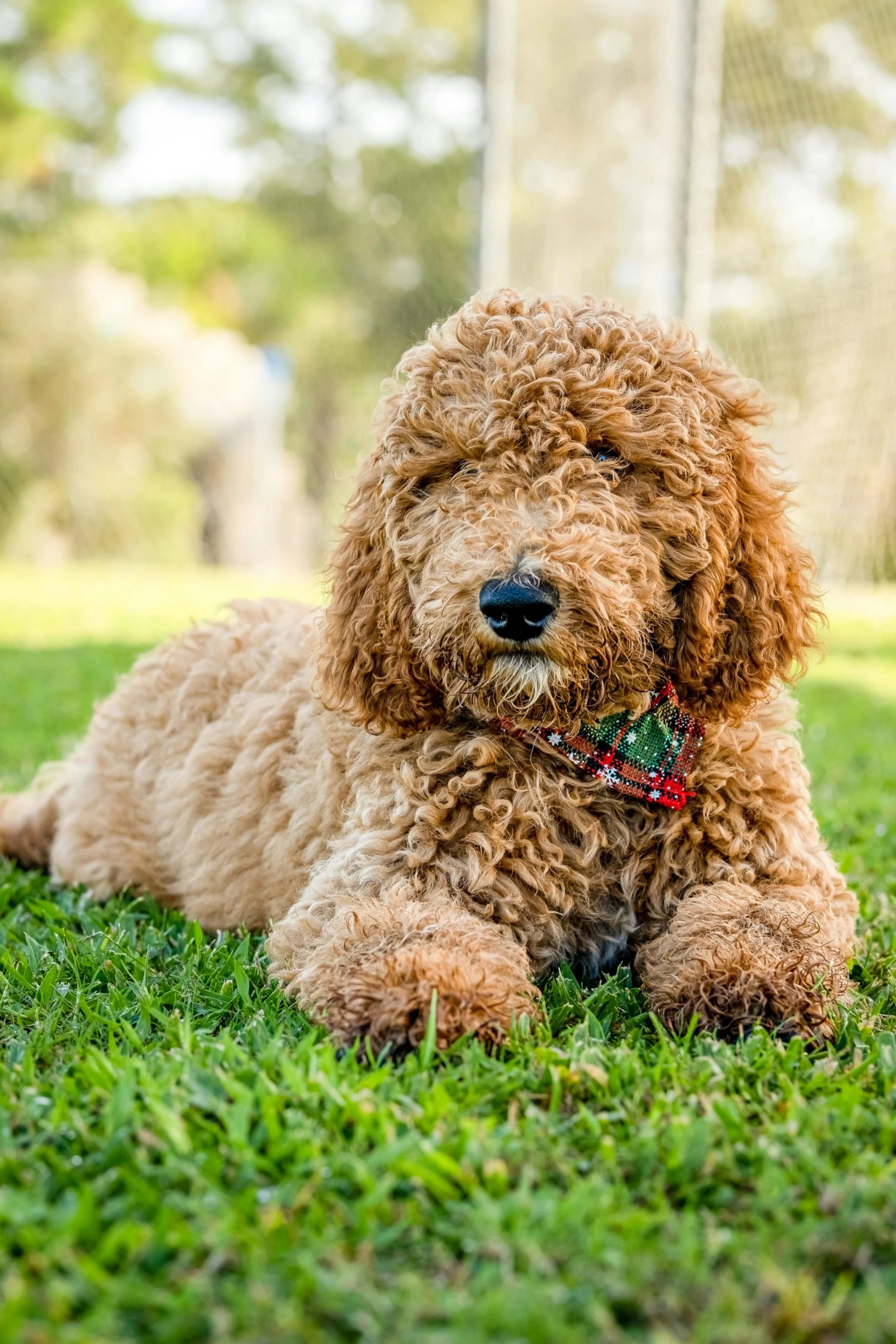The Doodle Myth: Healthier, Easier, Better? Not So Fast