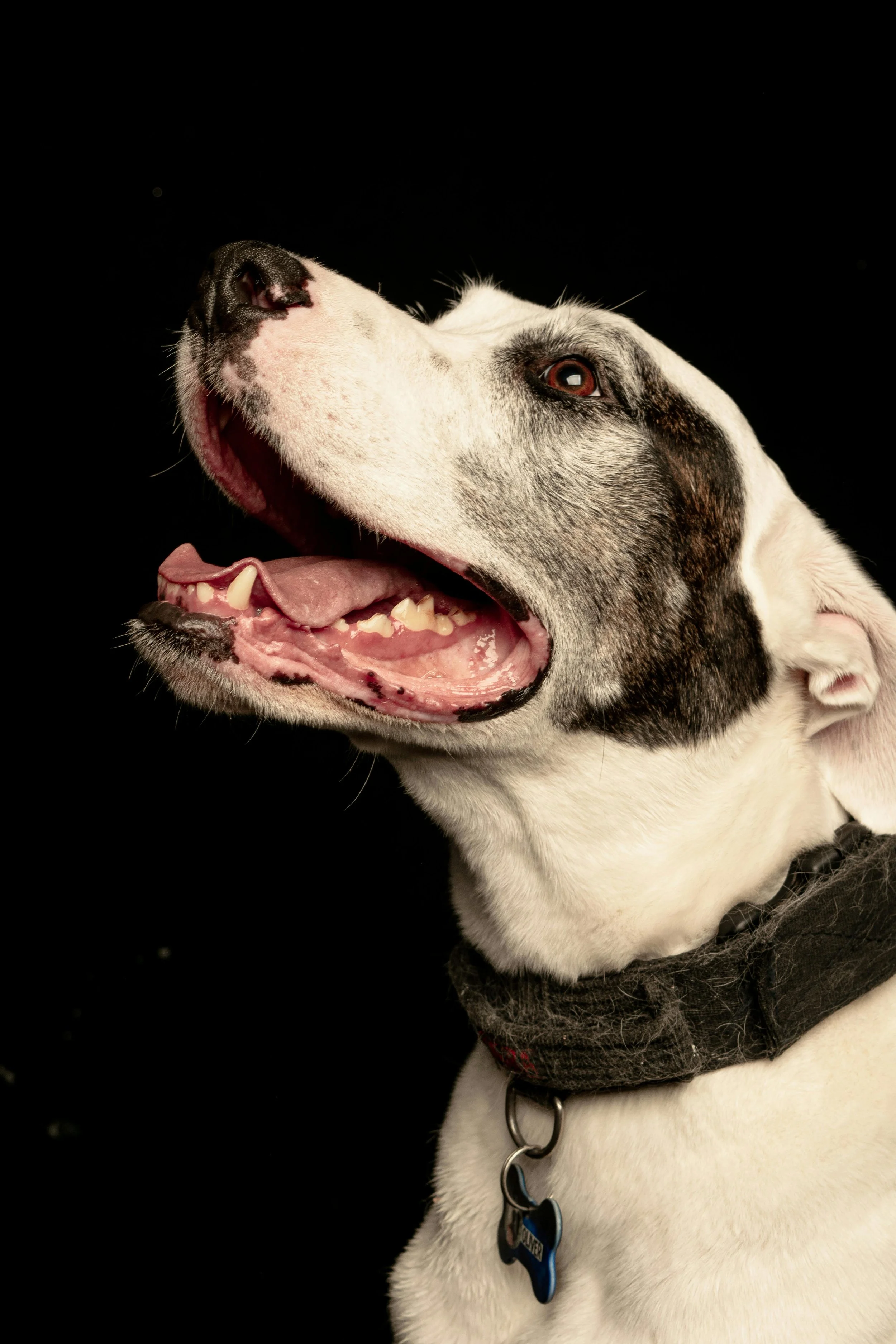 When Is a Dog No Longer Safe?