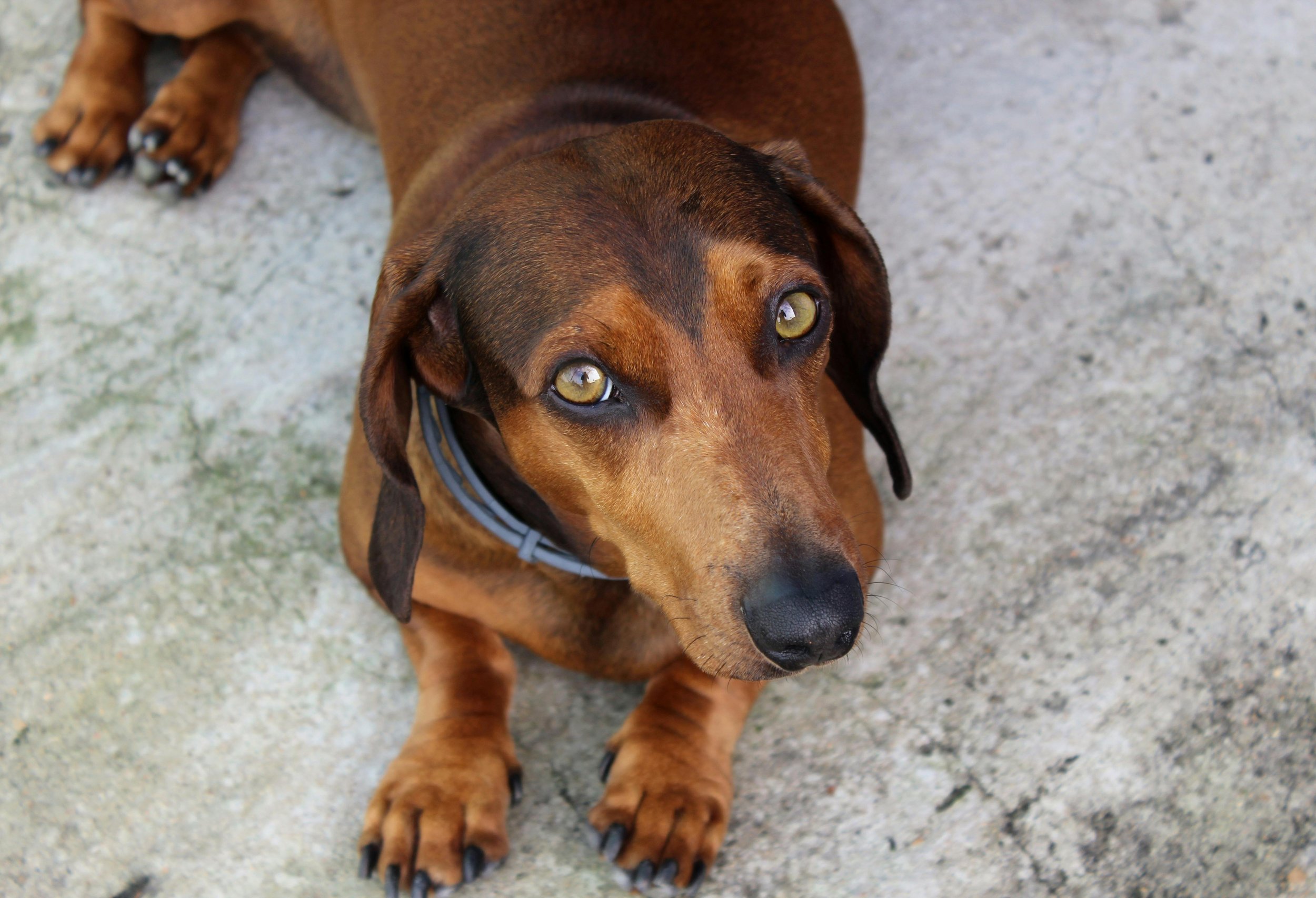 “Dogs live in the moment”  but what does that actually mean?