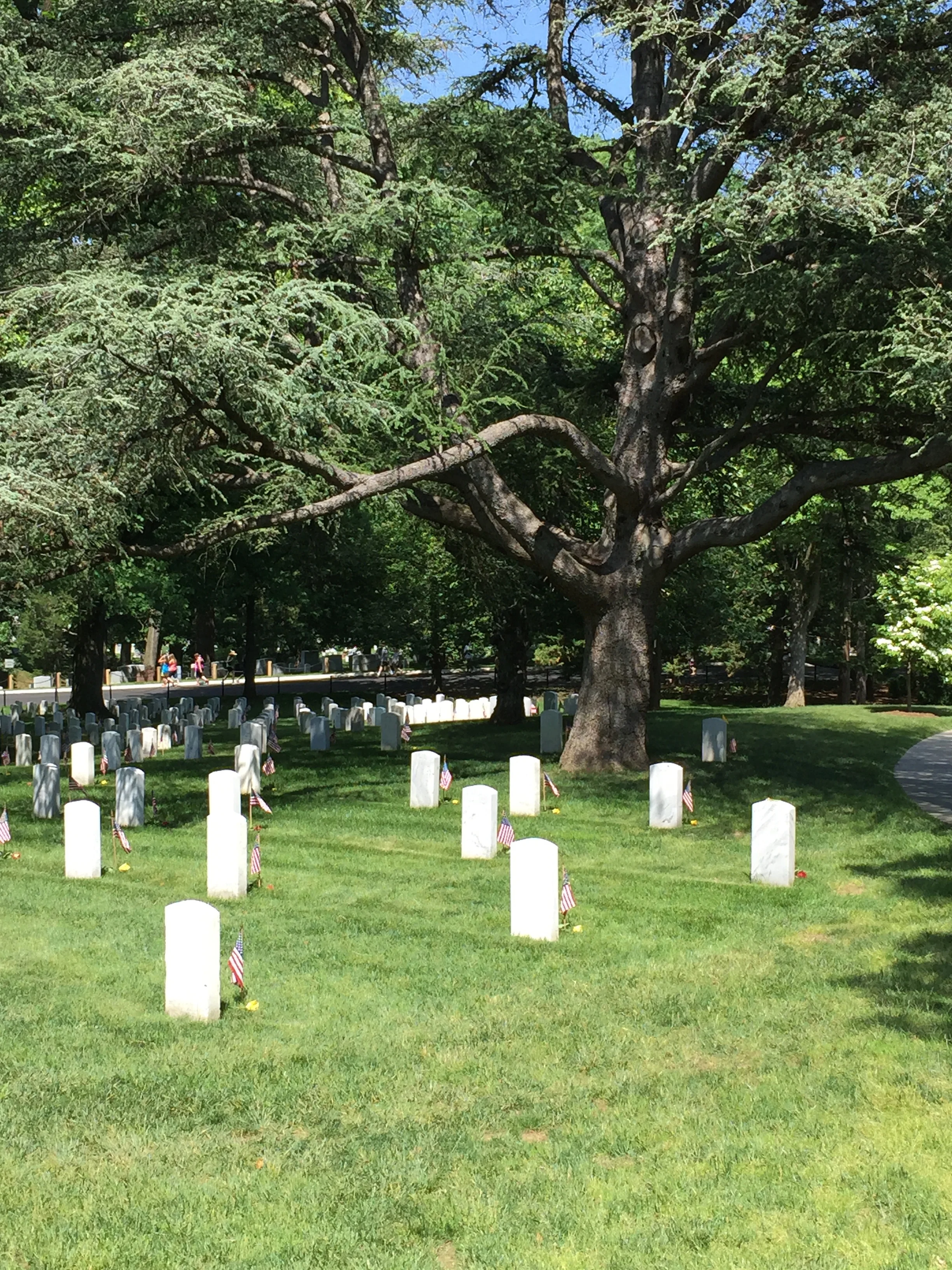 Henry Johnson and the Harlem Hellfighters (369th) — BLACK and Education