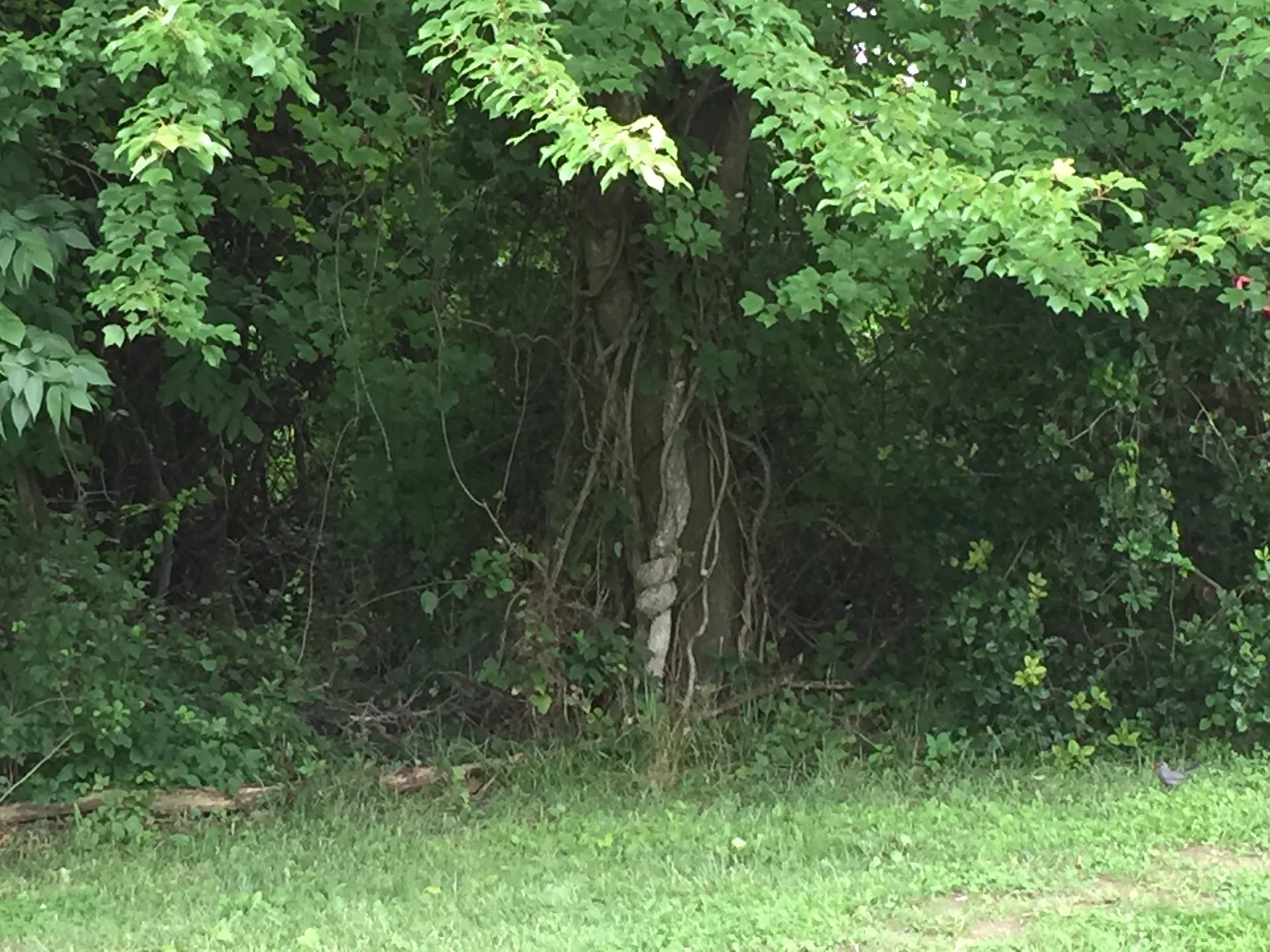  Benjamin Banneker: A Renaissance Man & an Abolitionist