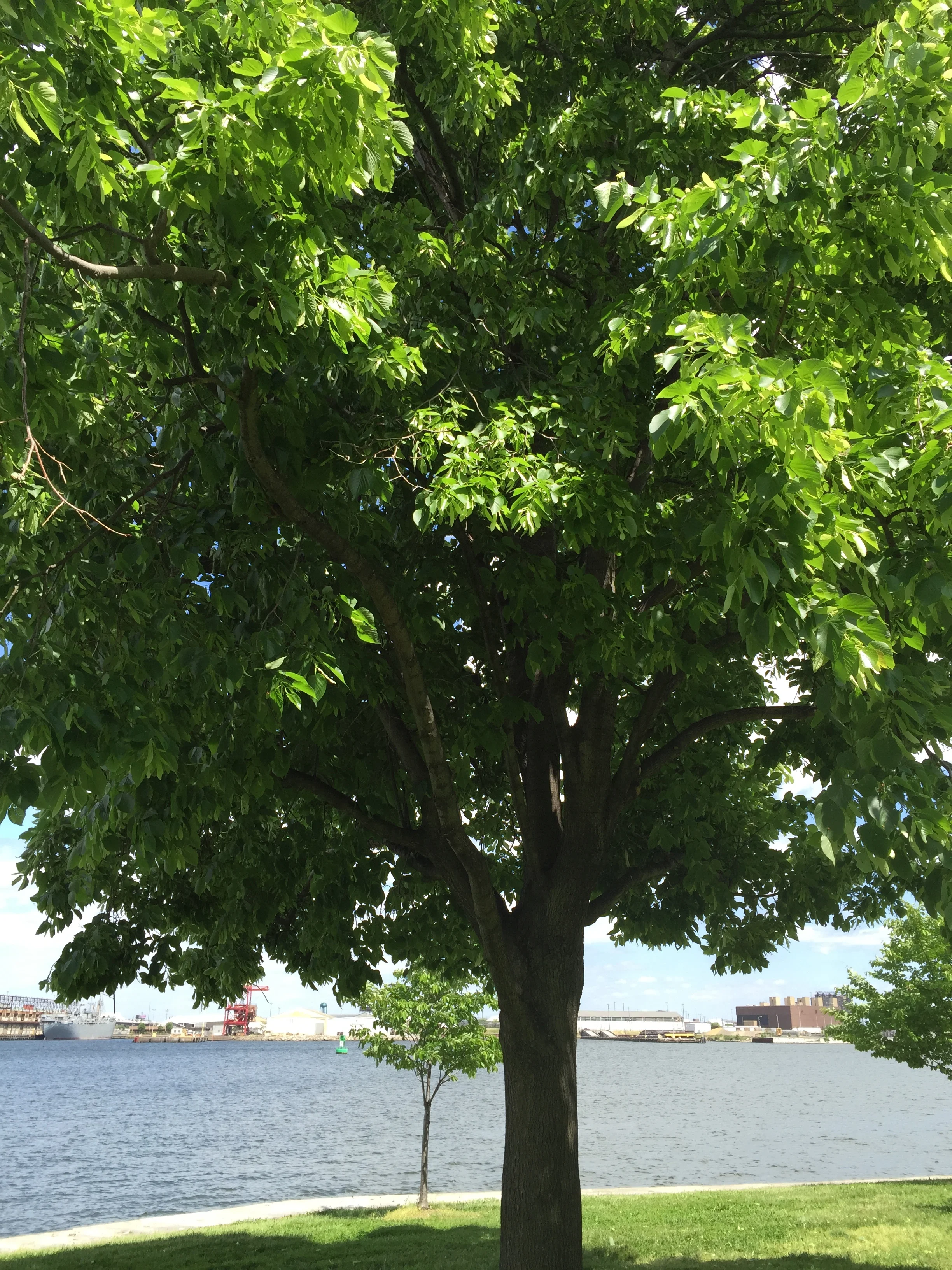 The Red Summer and "If We Must Die"