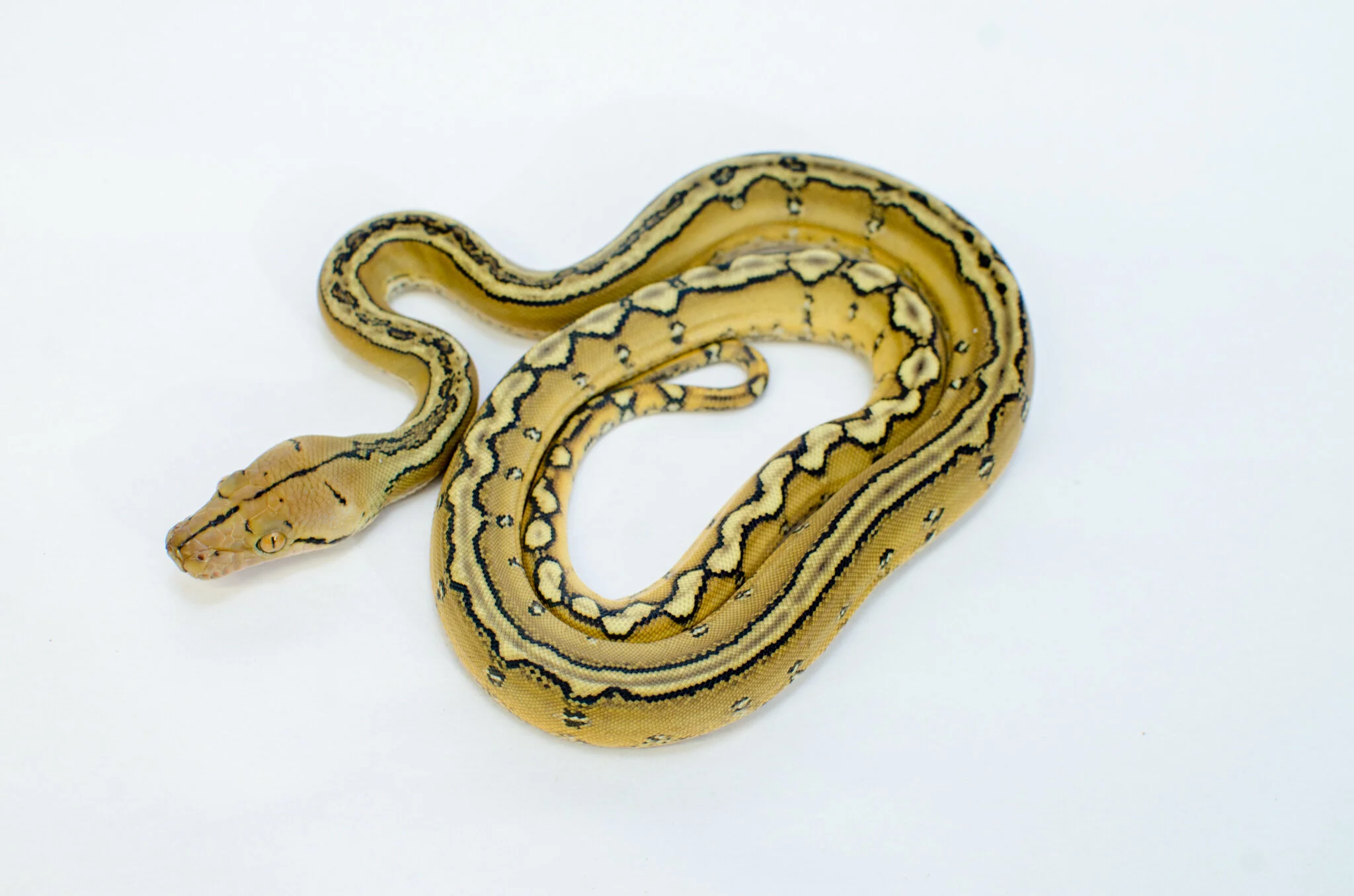 M46...jpg