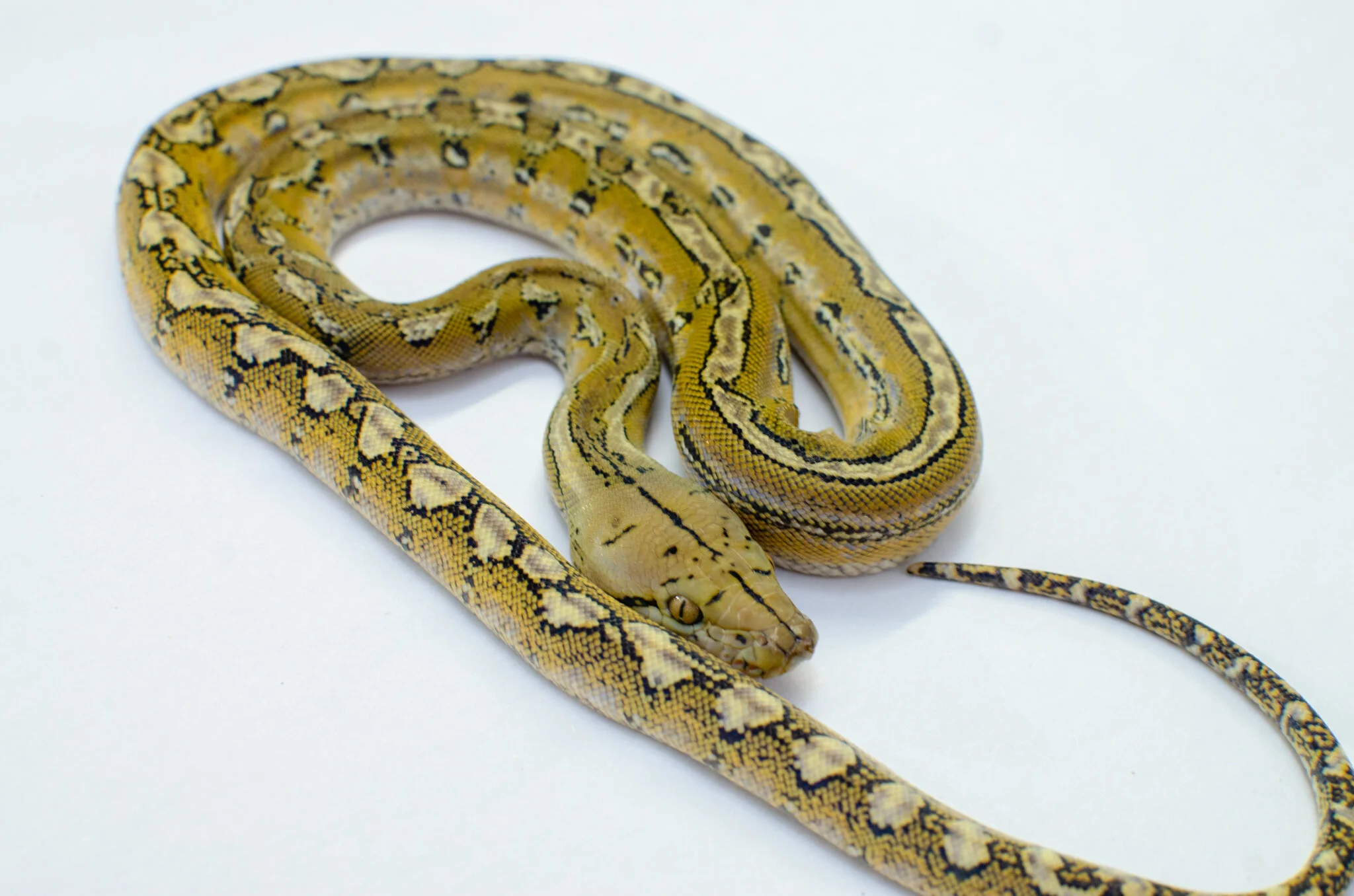 2020 Male Platinum Marble 50% het albino (M47) — Metcalf