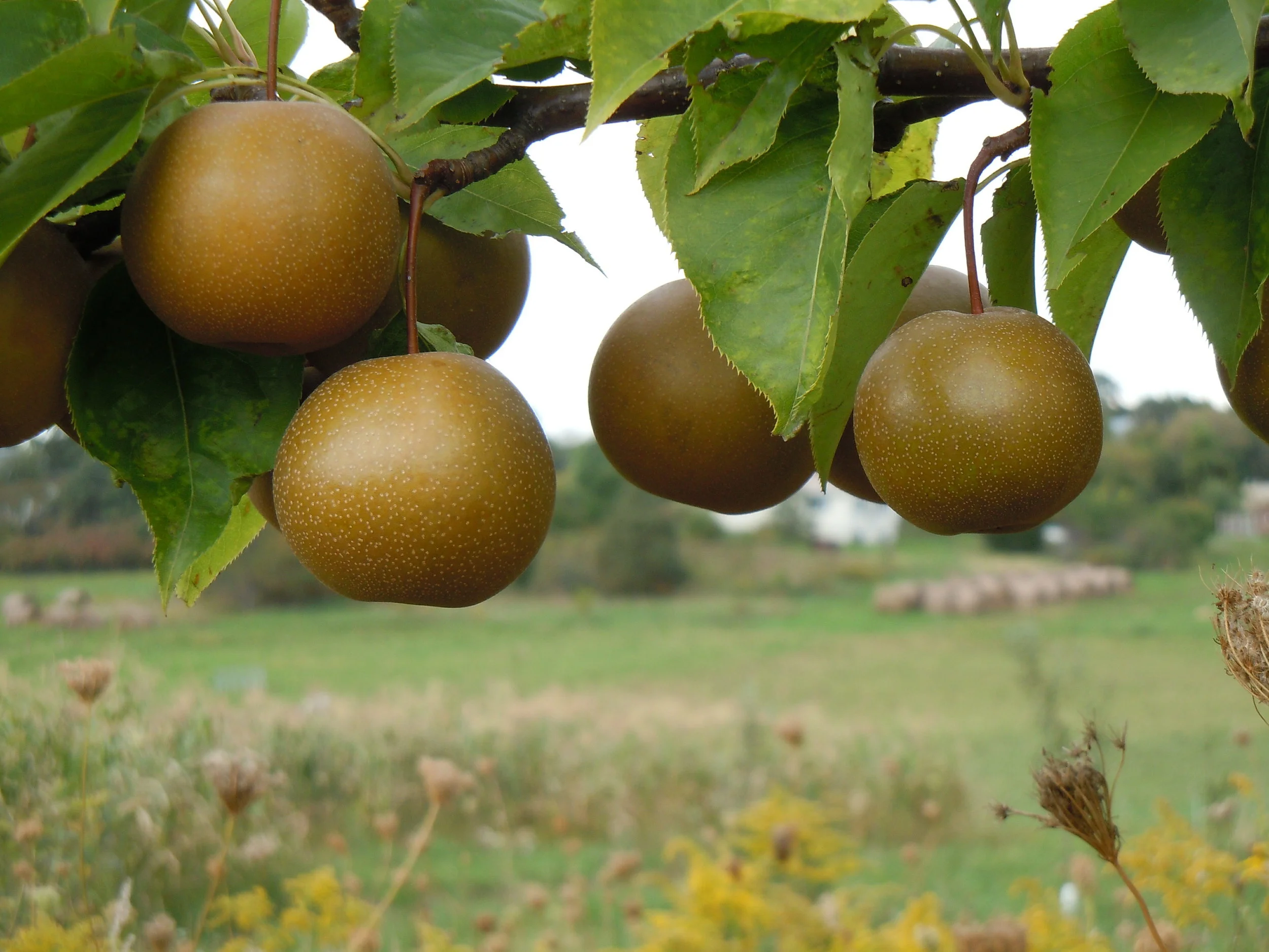 NOC Members Speak out against attacks on the National Organic Standards Board