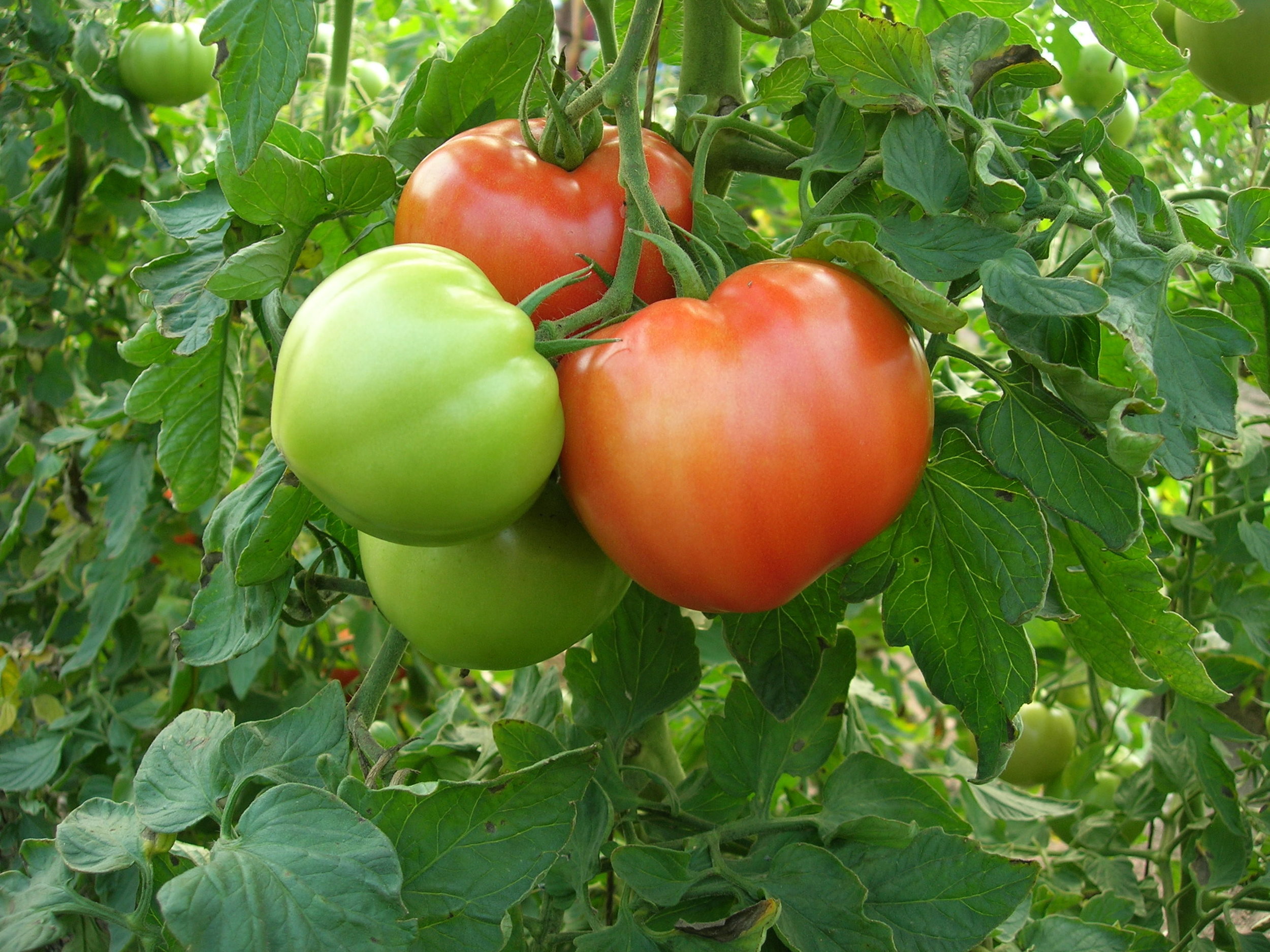 New Bill Would Revitalize Public Plant Breeding and Invest in American Farmers