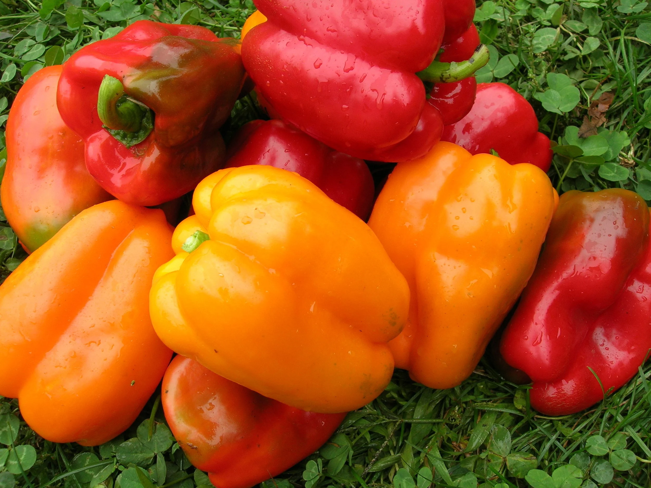 Wins for Organic in Senate Bill