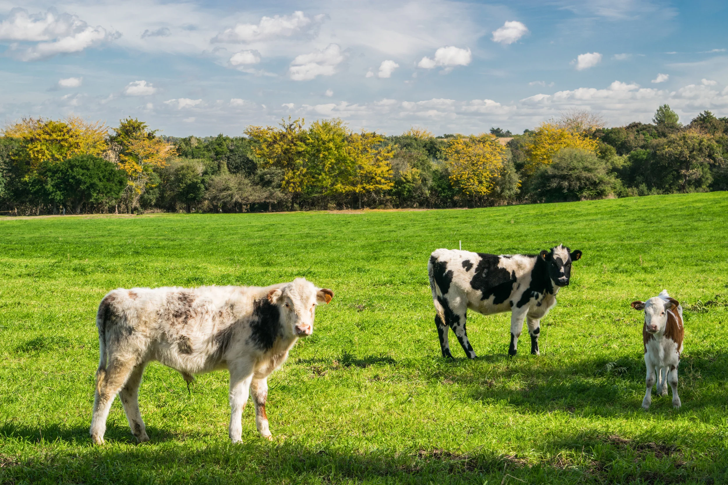TAKE ACTION: Tell USDA to Publish a Final Rule on Origin of Dairy Livestock