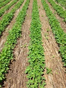 The National Organic Coalition Endorses Agriculture Resilience Act