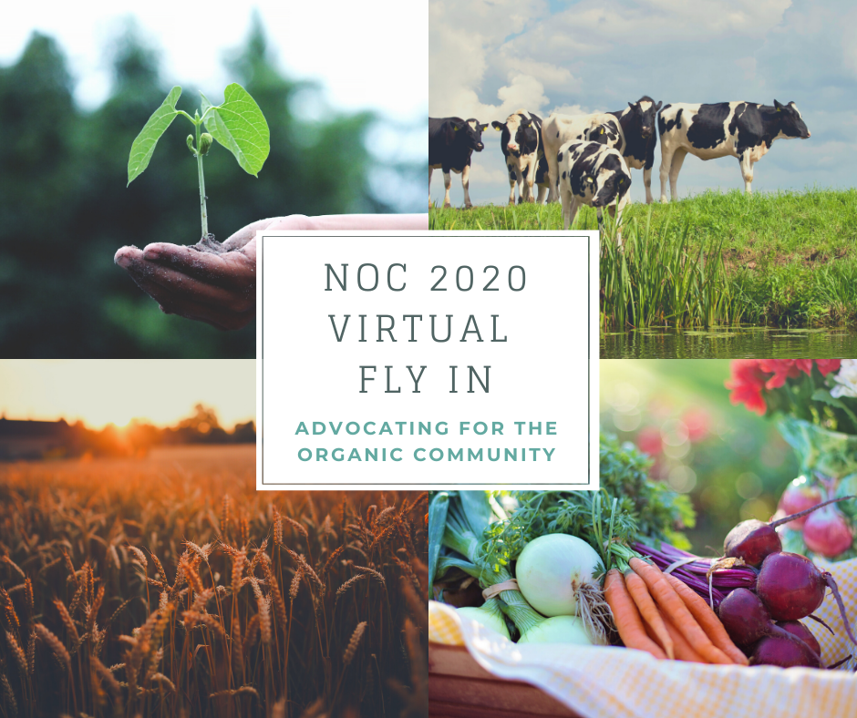 NOC Holds Virtual Fly-in