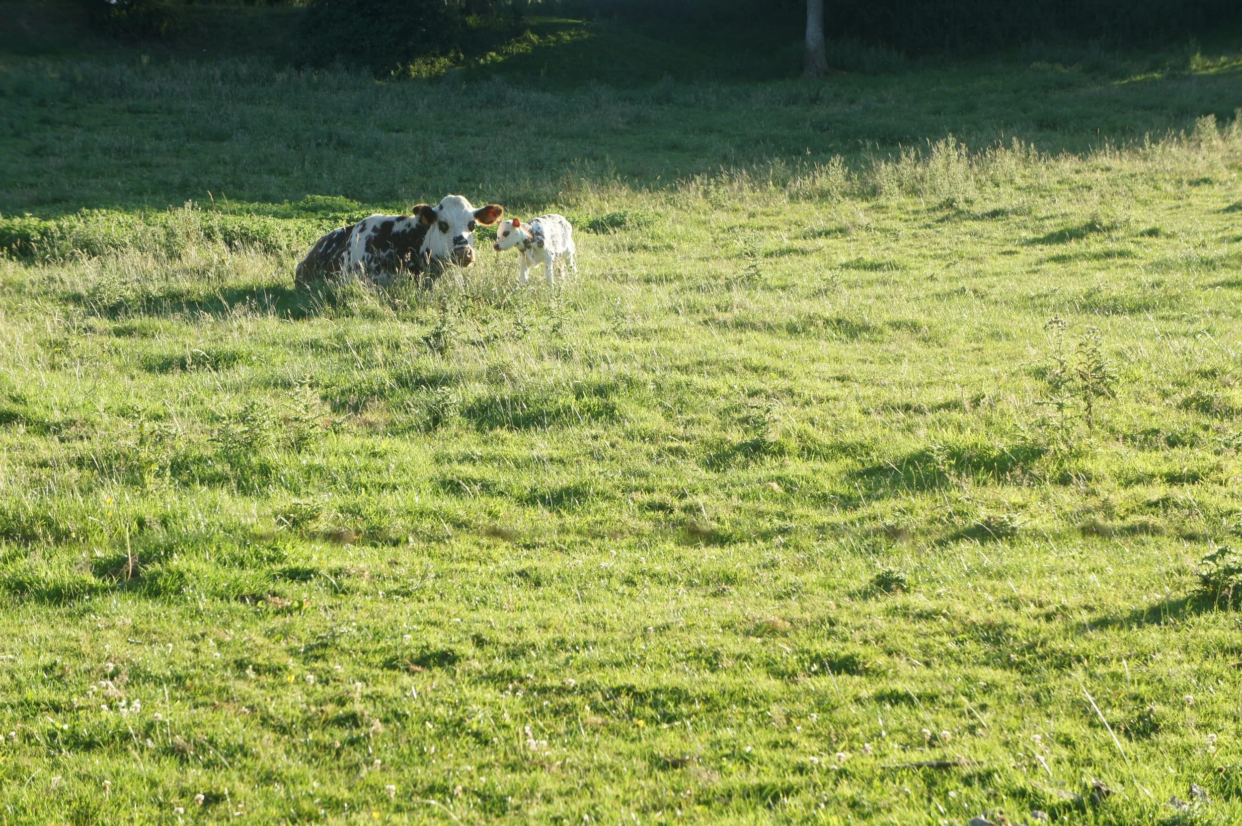 Organic Organizations and Farms ask USDA to  Swiftly Finalize Rule to Save Family Organic Dairy Farms 