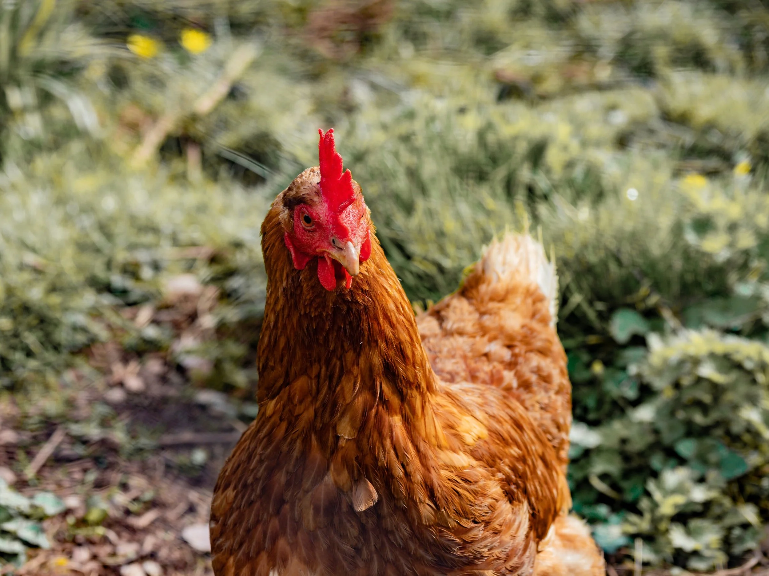 Breaking News - USDA will Reinstate Organic Animal Welfare Rules