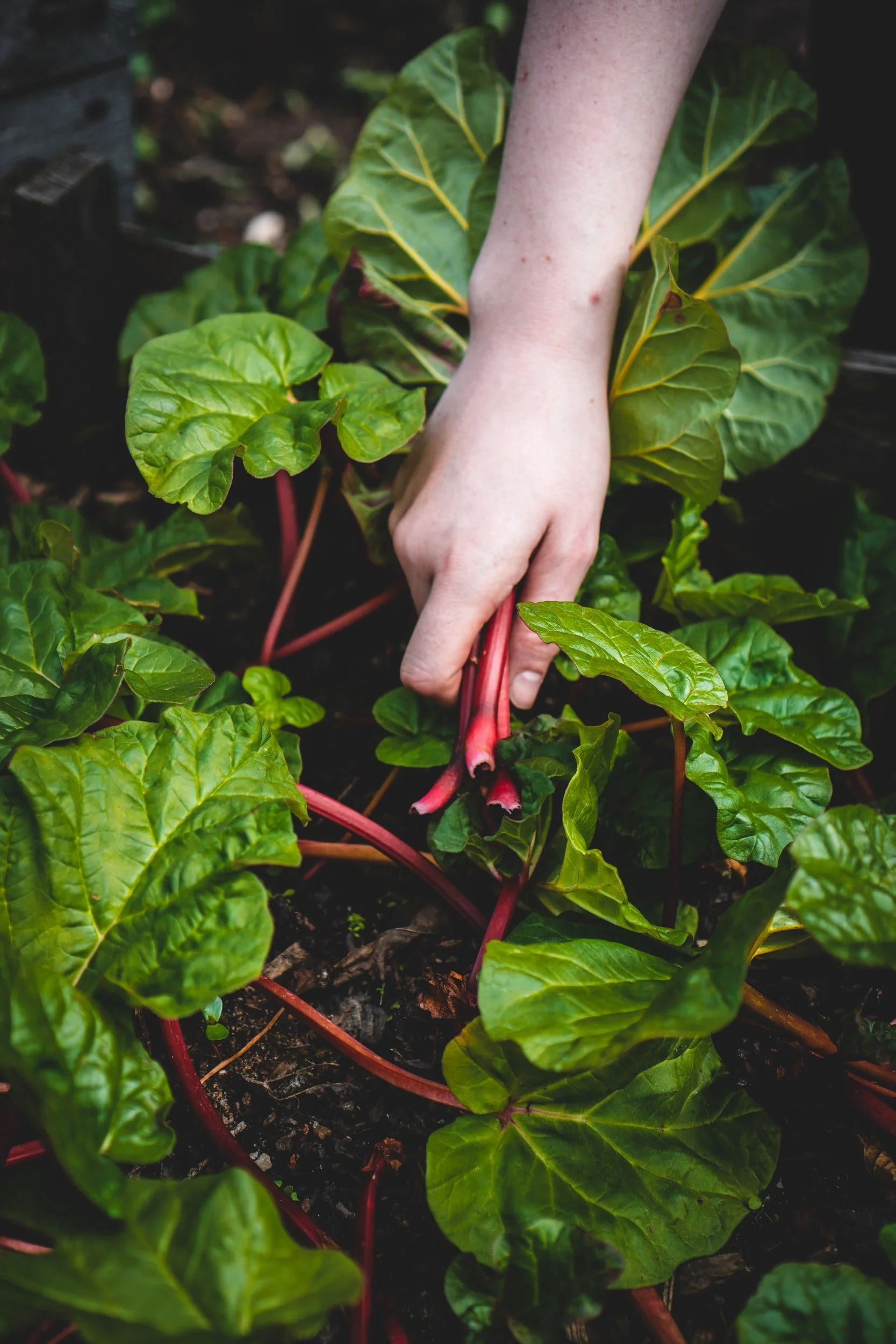 USDA is accepting applications to reimburse organic certification costs