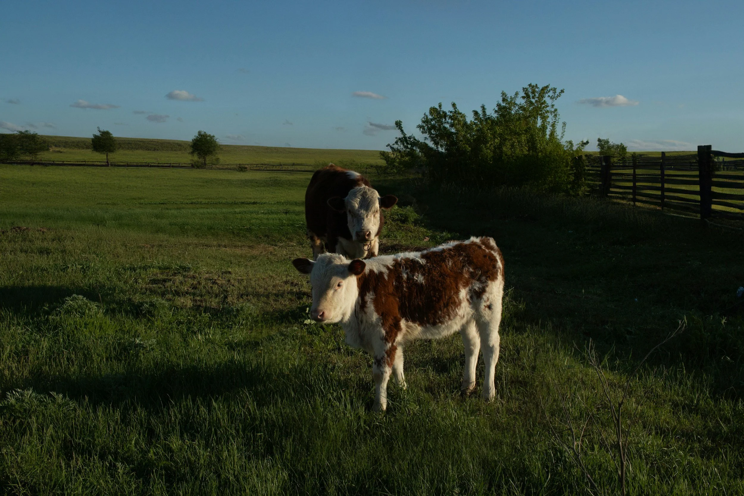 USDA Announces $58 Million to Support Organic Dairies