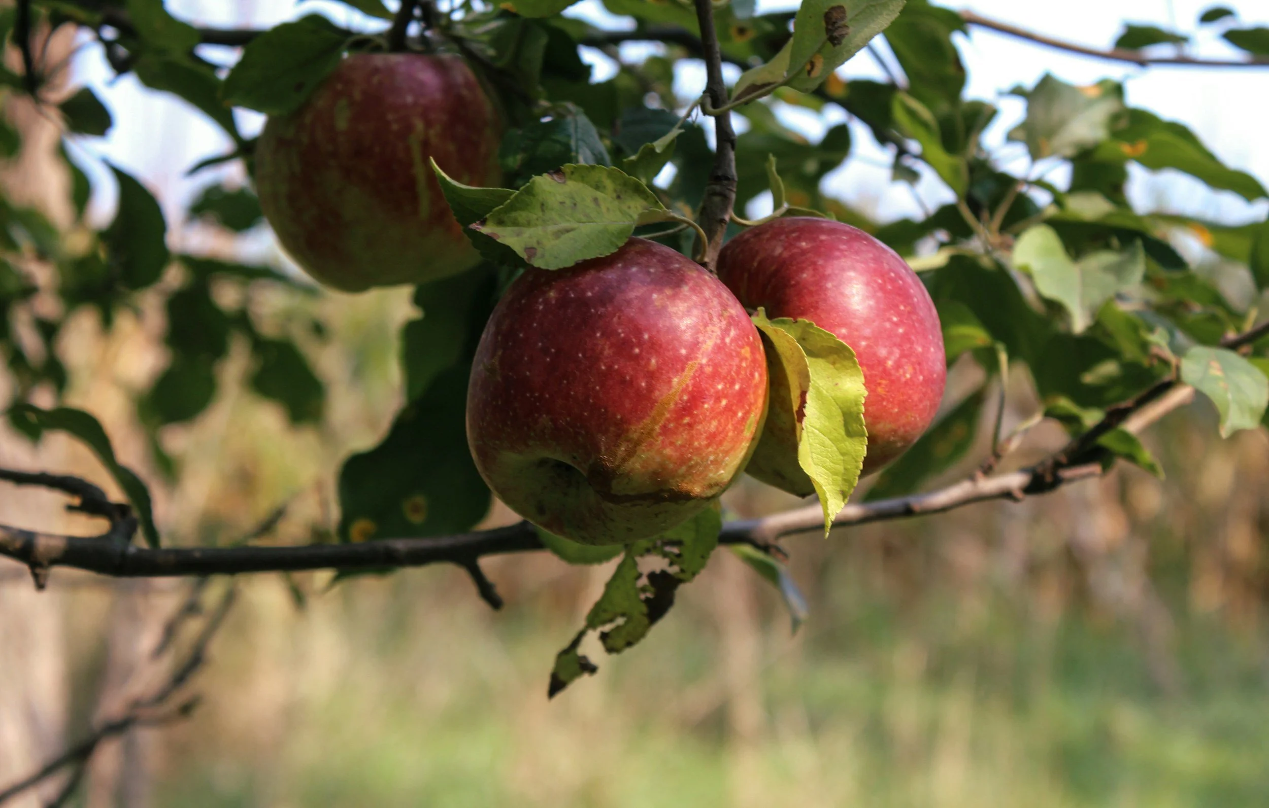 Organic Research Funding for 2025 Is Stalled — Here’s Why It Matters