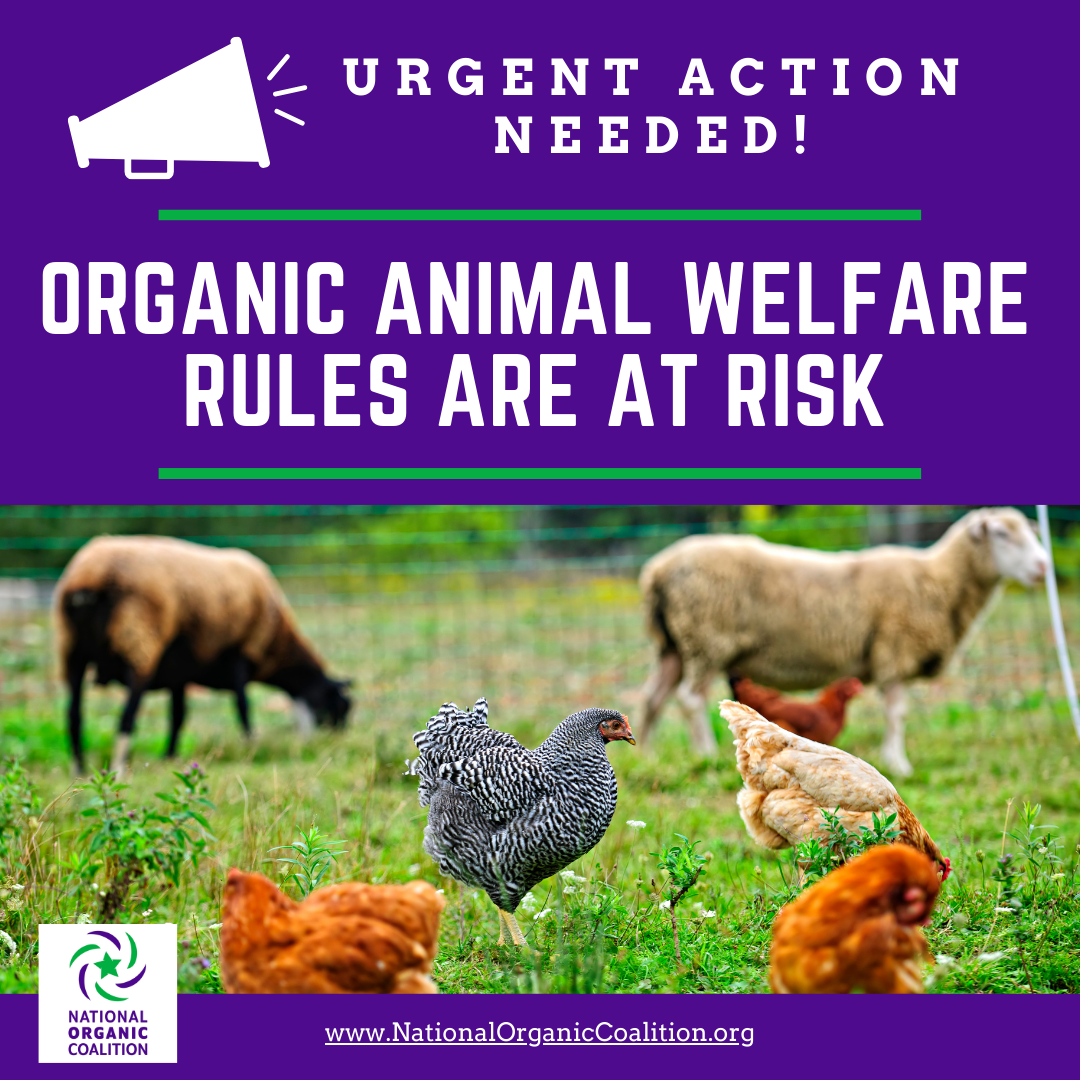 Urgent Action Alert Organic Animal Welfare Rules are at Risk