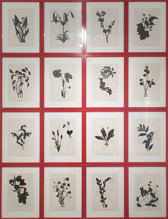 Stage One: Carbon, 2014, ink on antique book pages: Wild Flowers of America, with paintings by Mary Vaux Walcott, Crown Publishers, 1953