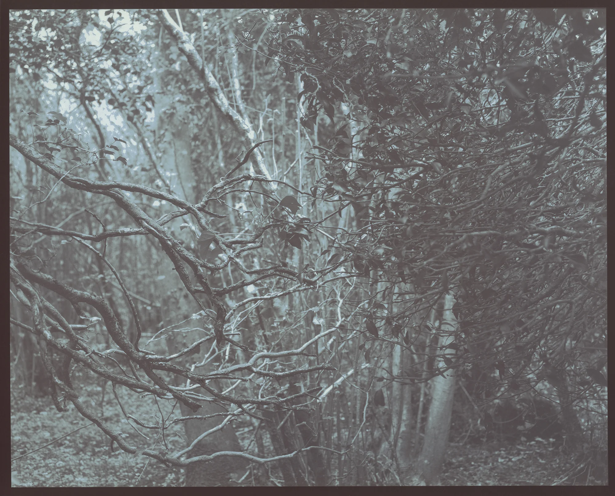 John Steck Jr., Wild branches in the Shire, Wild Ireland, 2012
