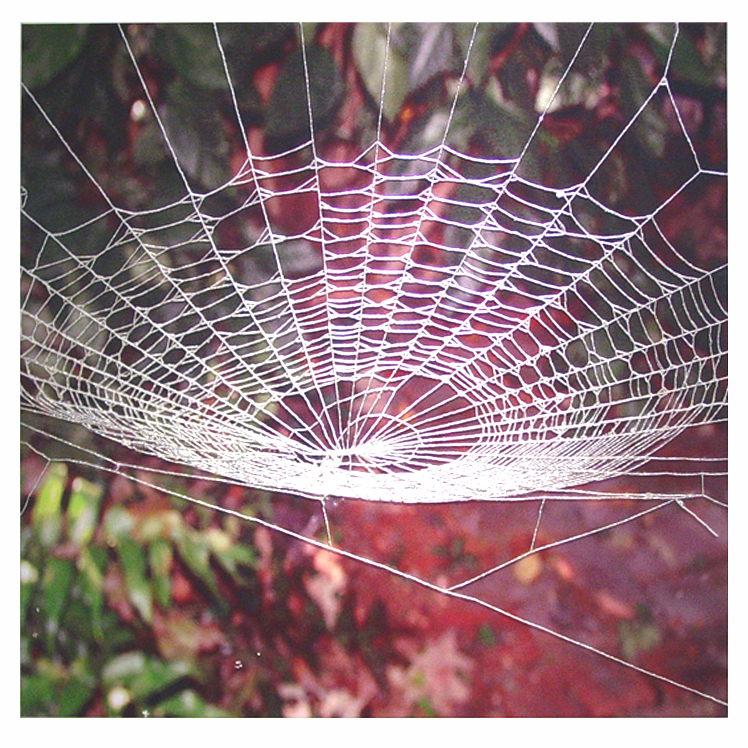 9. Spider's Bowl.jpg