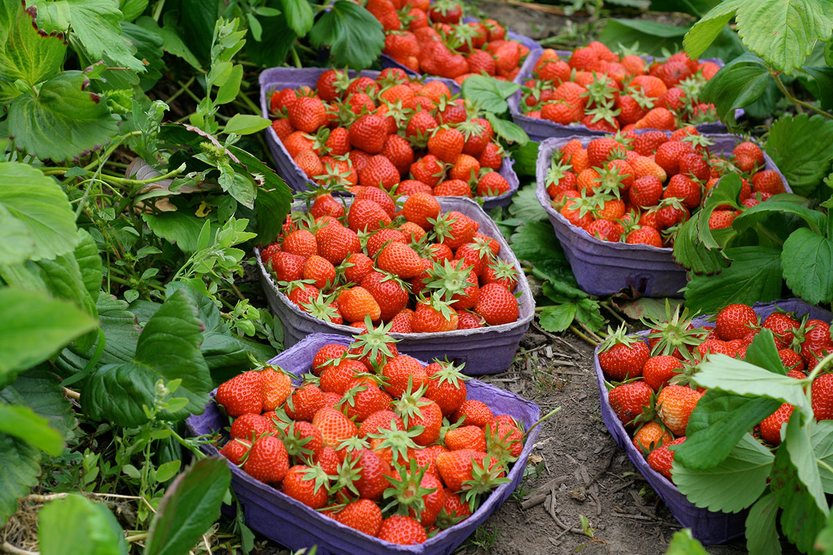 gobind-farm-strawberries.jpg